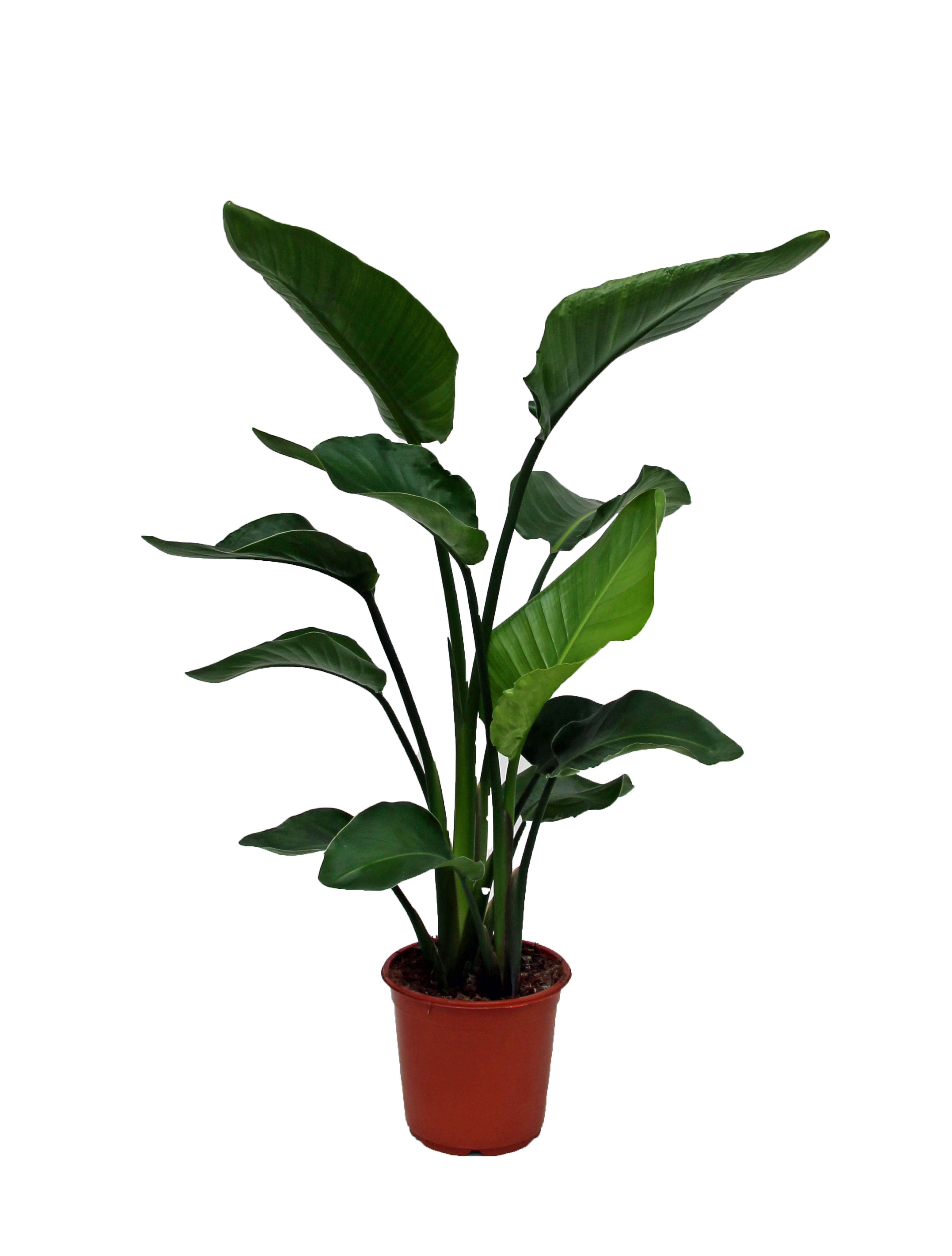 Verve Strelitzia nicolai in Terracotta Plastic Grow pot