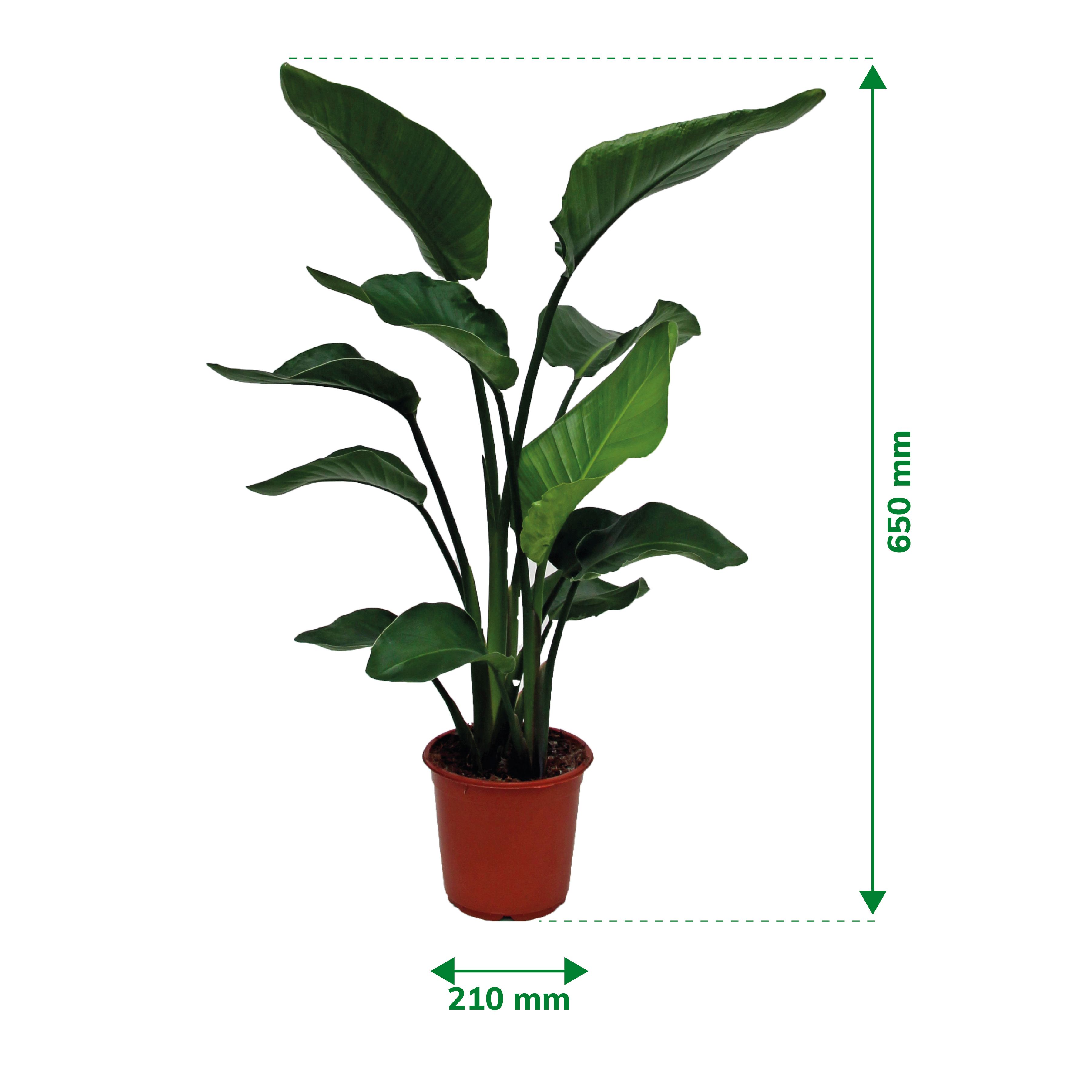 Verve Strelitzia nicolai in Terracotta Plastic Grow pot