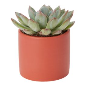 Verve Succulent in Ceramic Decorative pot 6cm