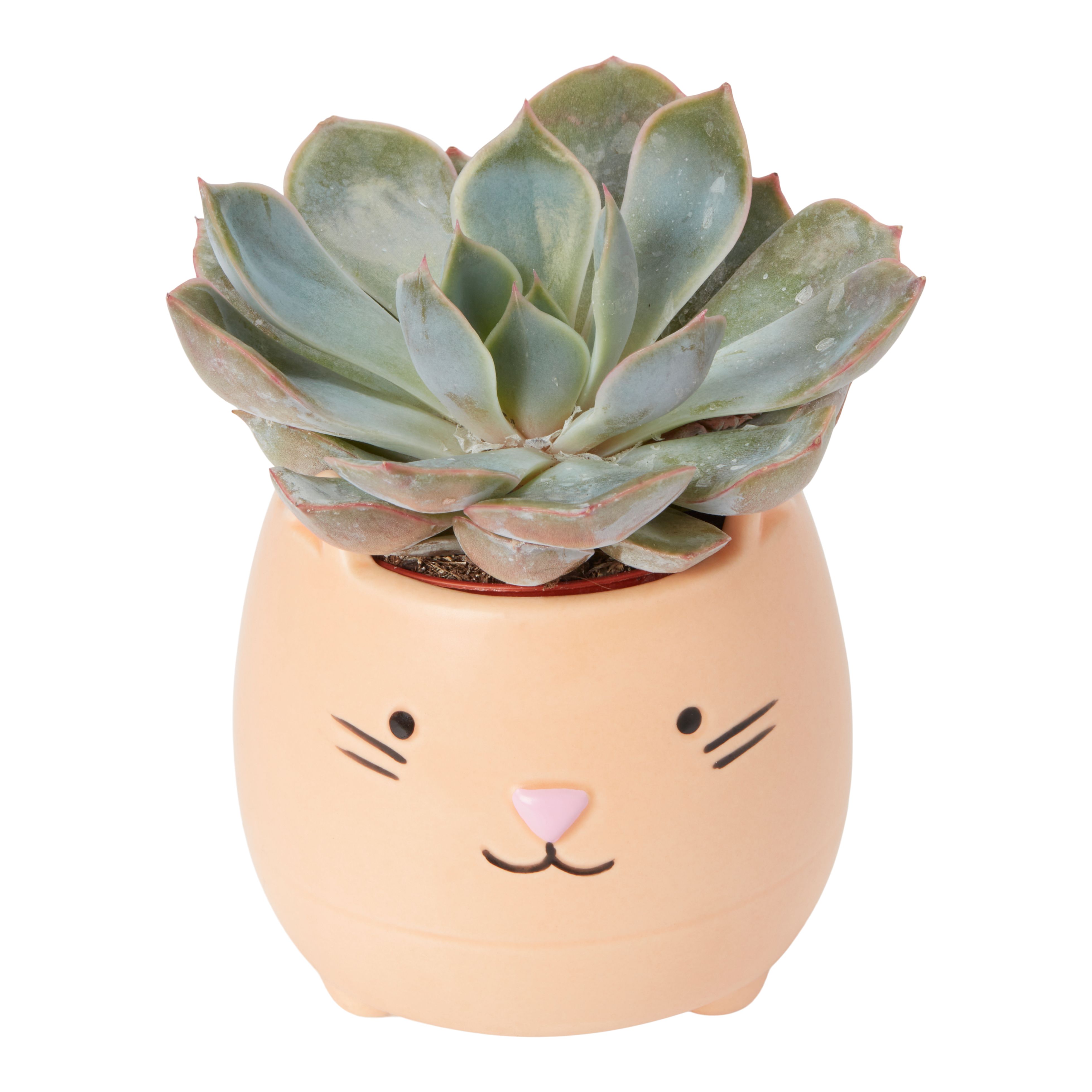 Verve Succulent in Ceramic Decorative pot 6cm