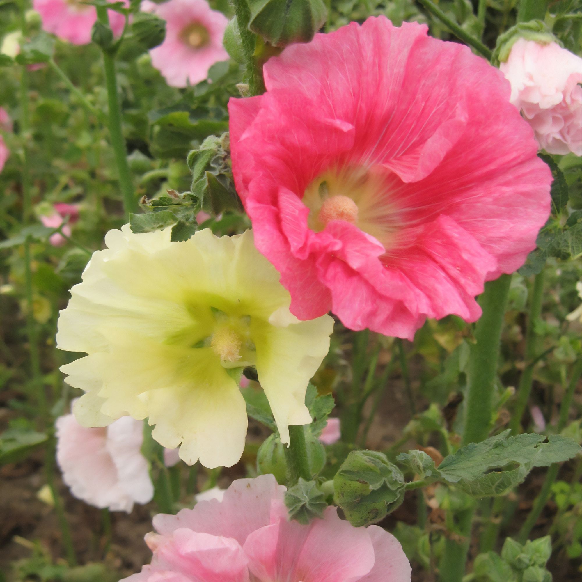 Verve Summer Carnival Hollyhock Seeds