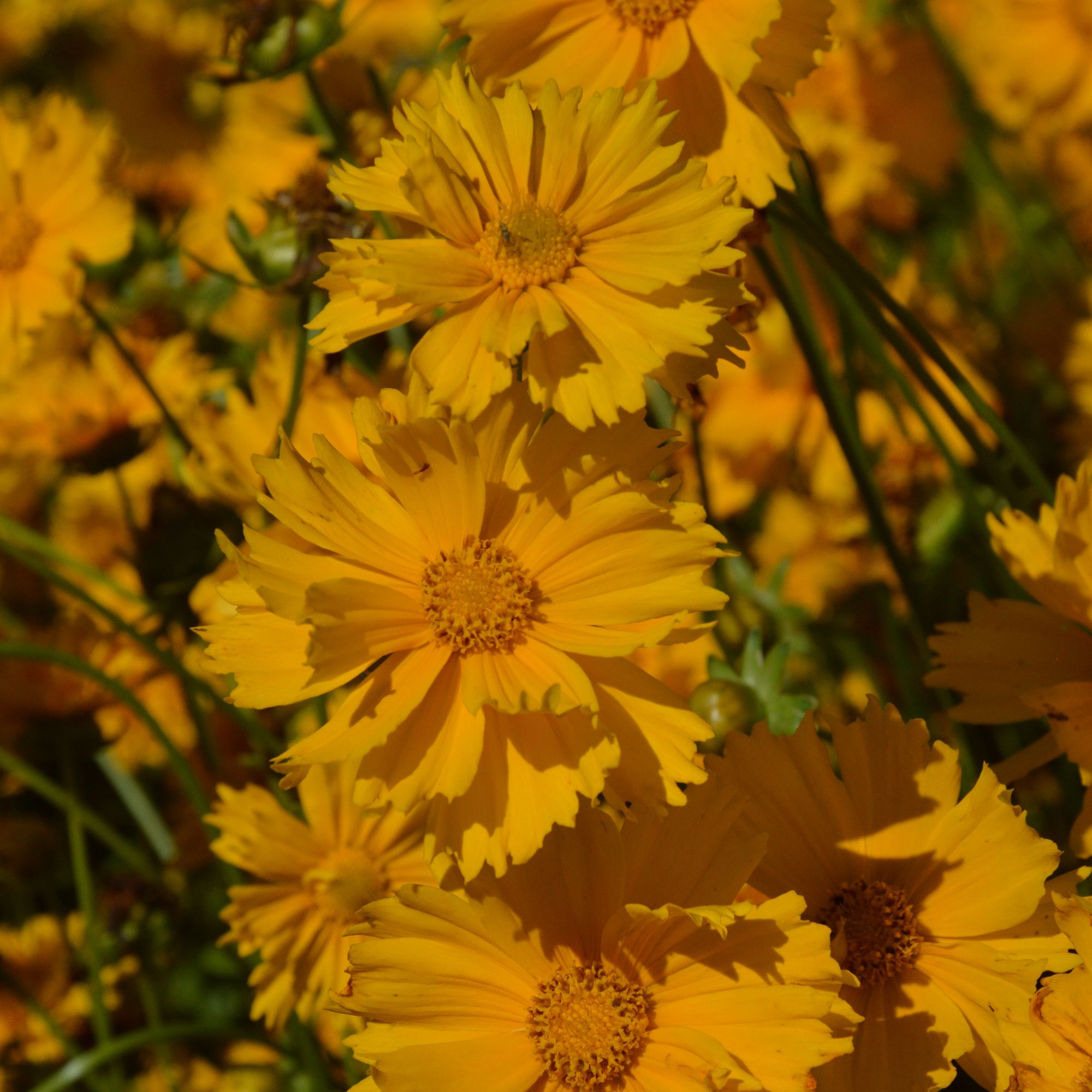 Verve Sunburst Coreopsis Seeds