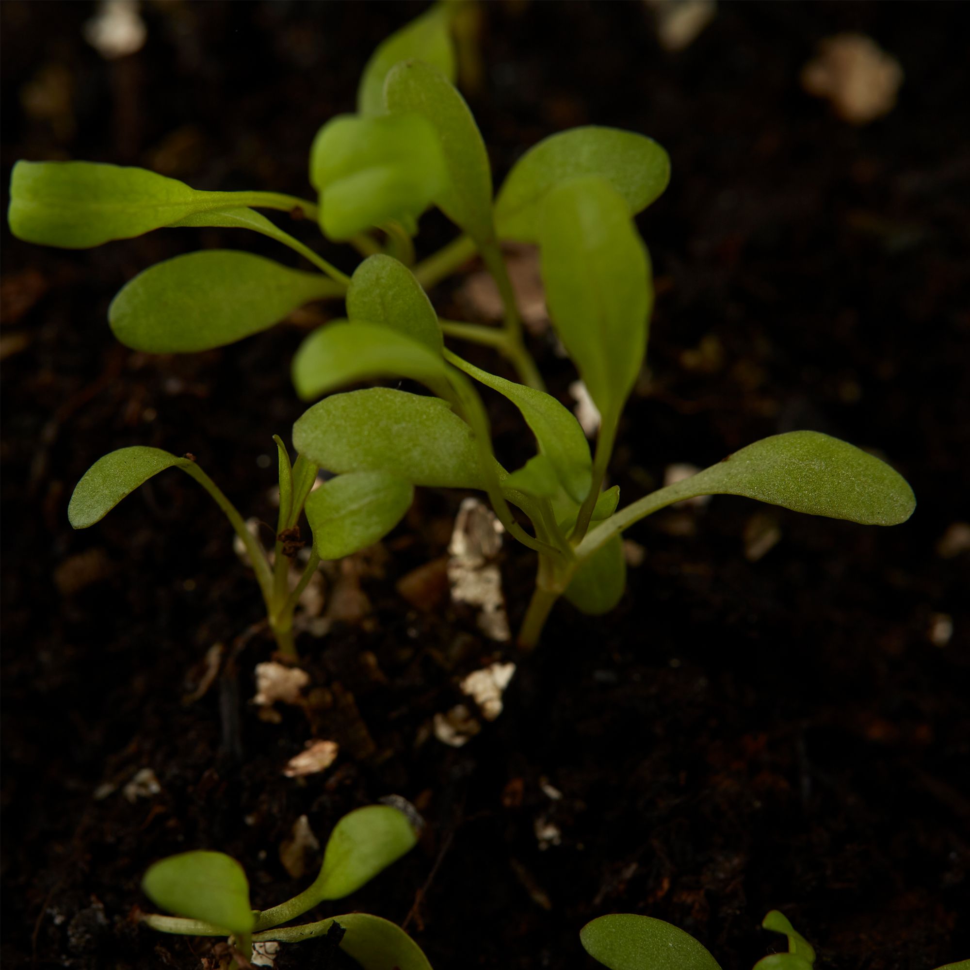 Verve Sunburst Coreopsis Seeds