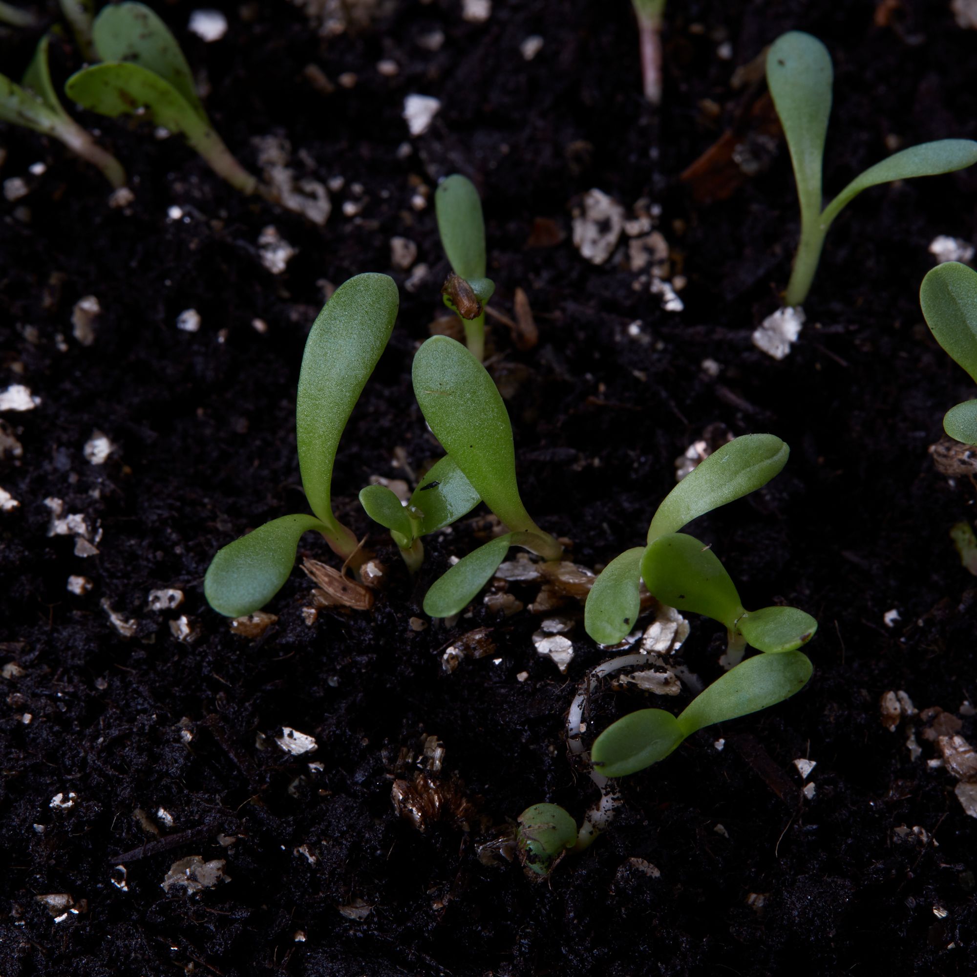 Verve Sunshine Gazania Seeds