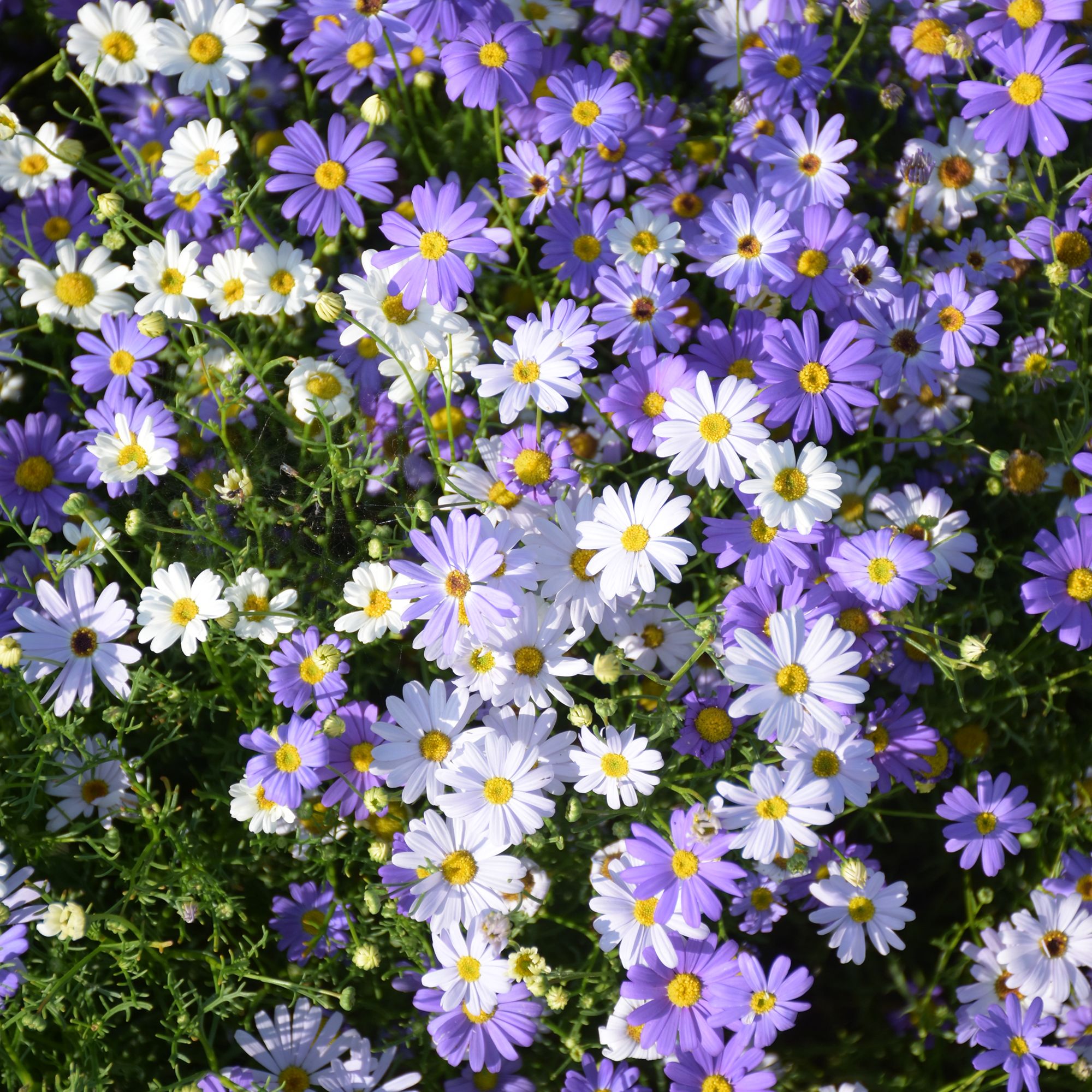 Verve Swan River Purple Splendour mix Daisy Seeds