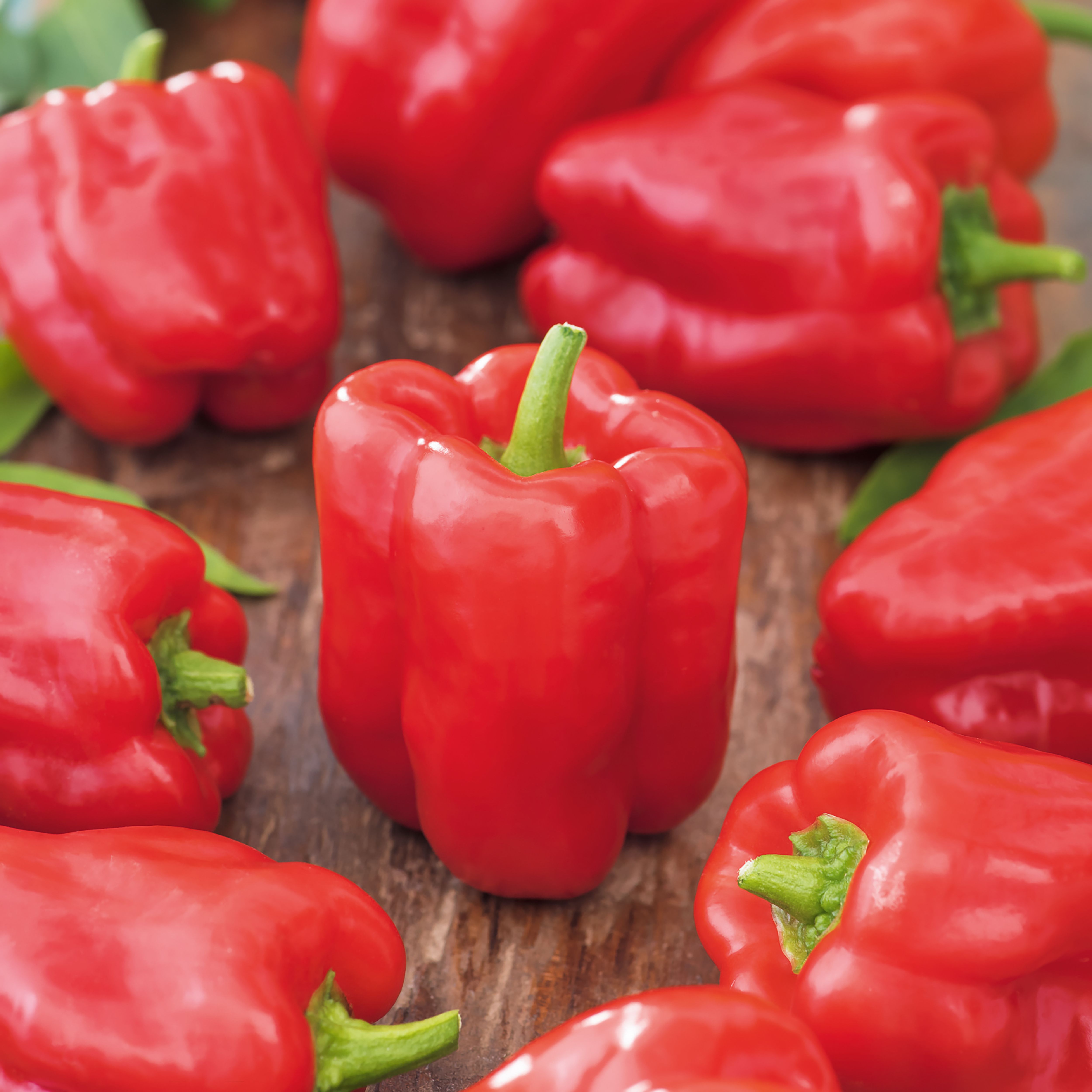 Verve Sweet pepper 'Robertina' Vegetable Seeds