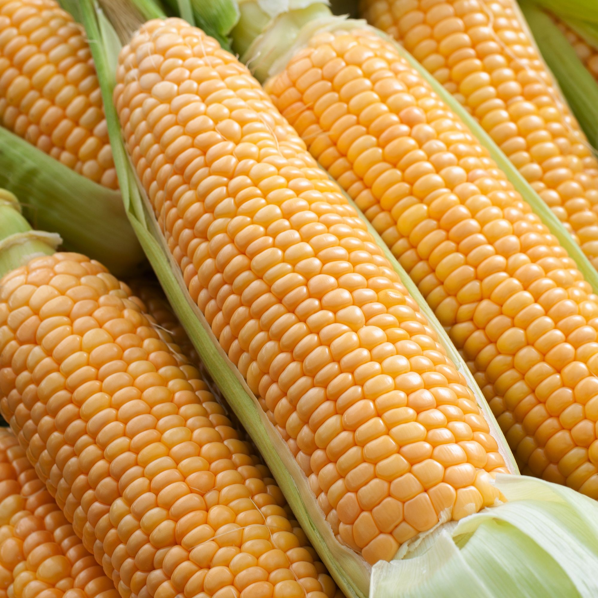 Verve Sweetcorn 'Swift' Vegetable Seeds