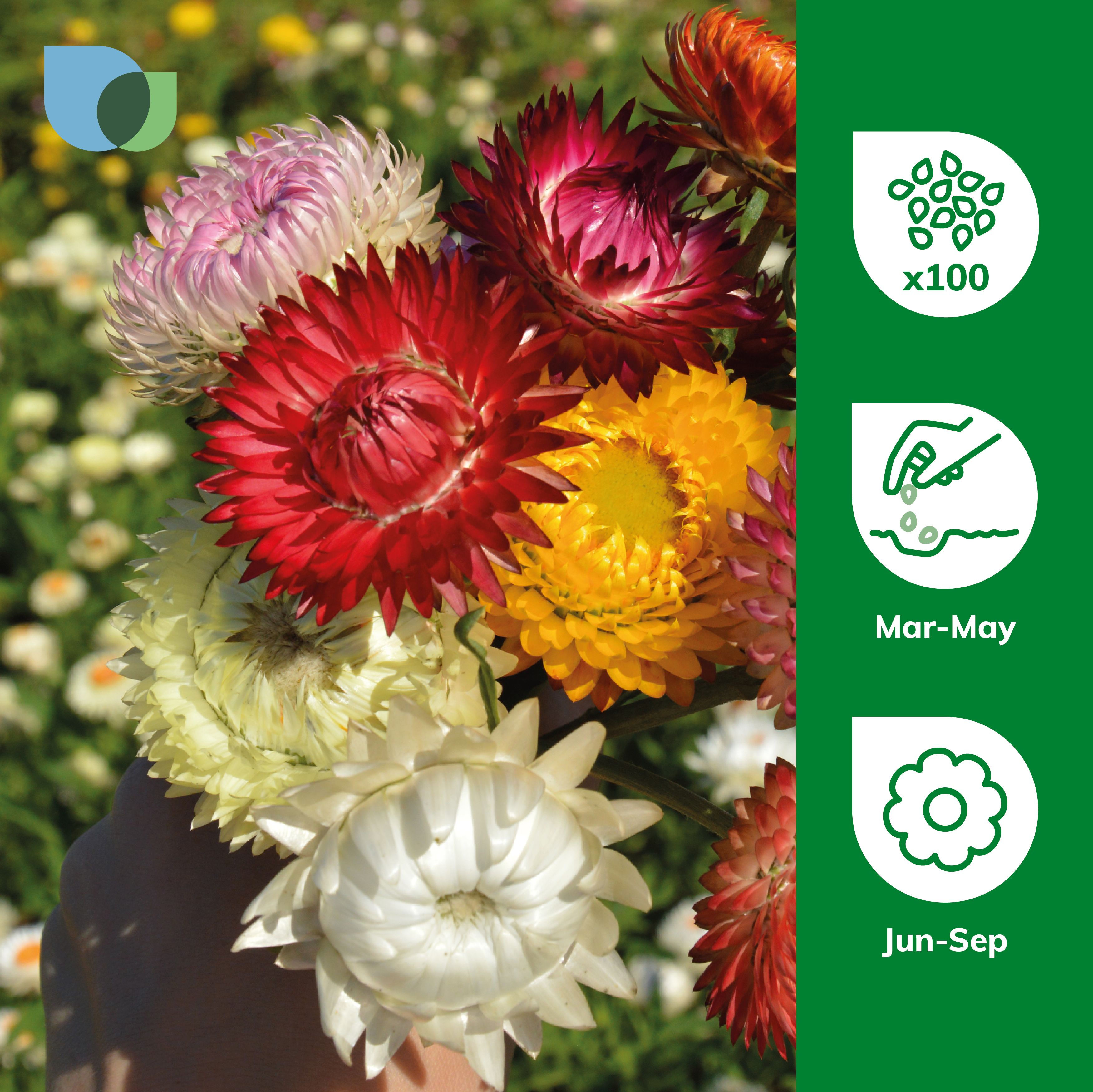 Verve Swiss Giant Flowered Mix Helichrysum Seeds