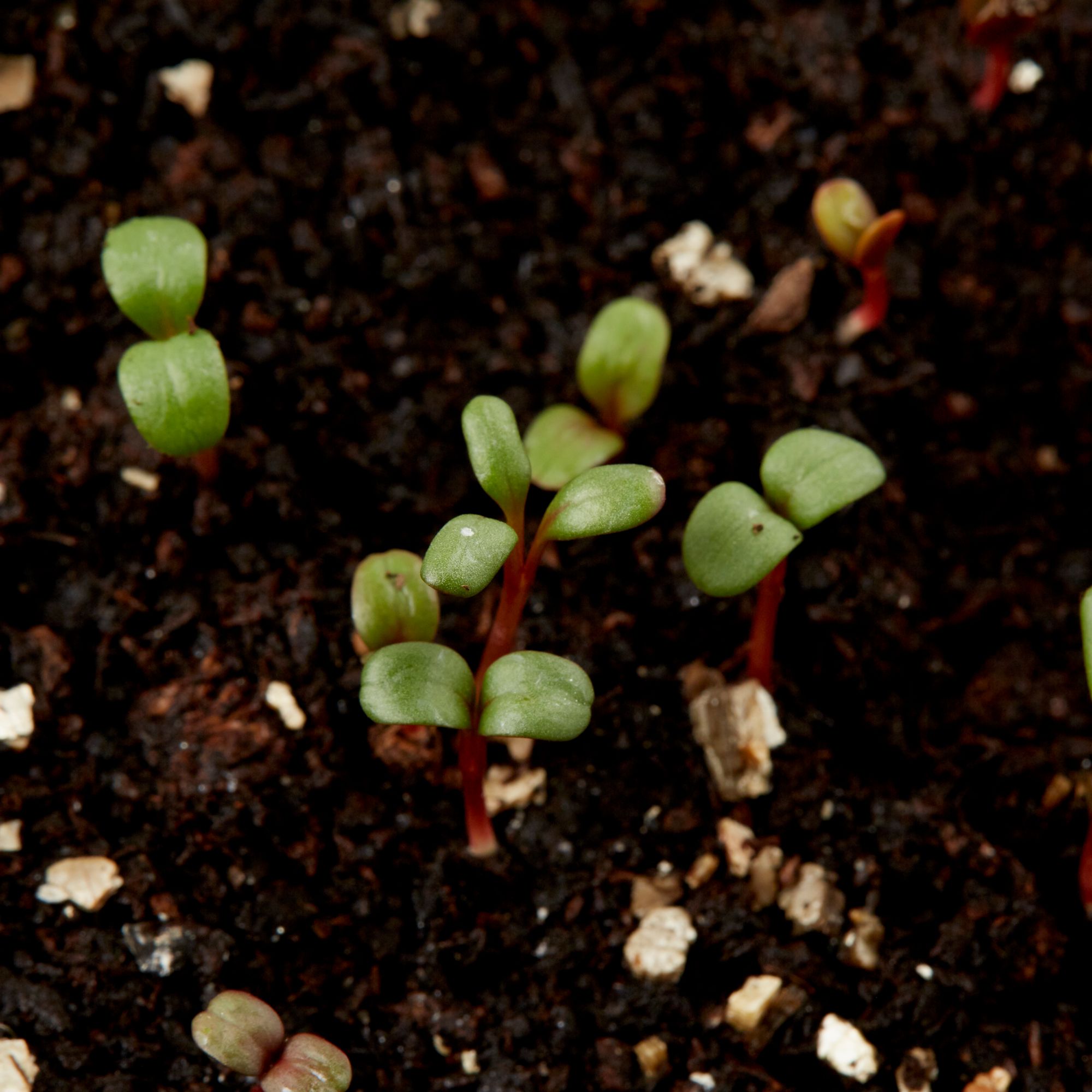 Verve Swiss Giant Flowered Mix Helichrysum Seeds