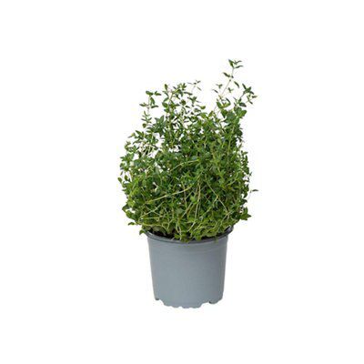 Verve Thyme