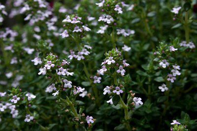 Verve Thyme