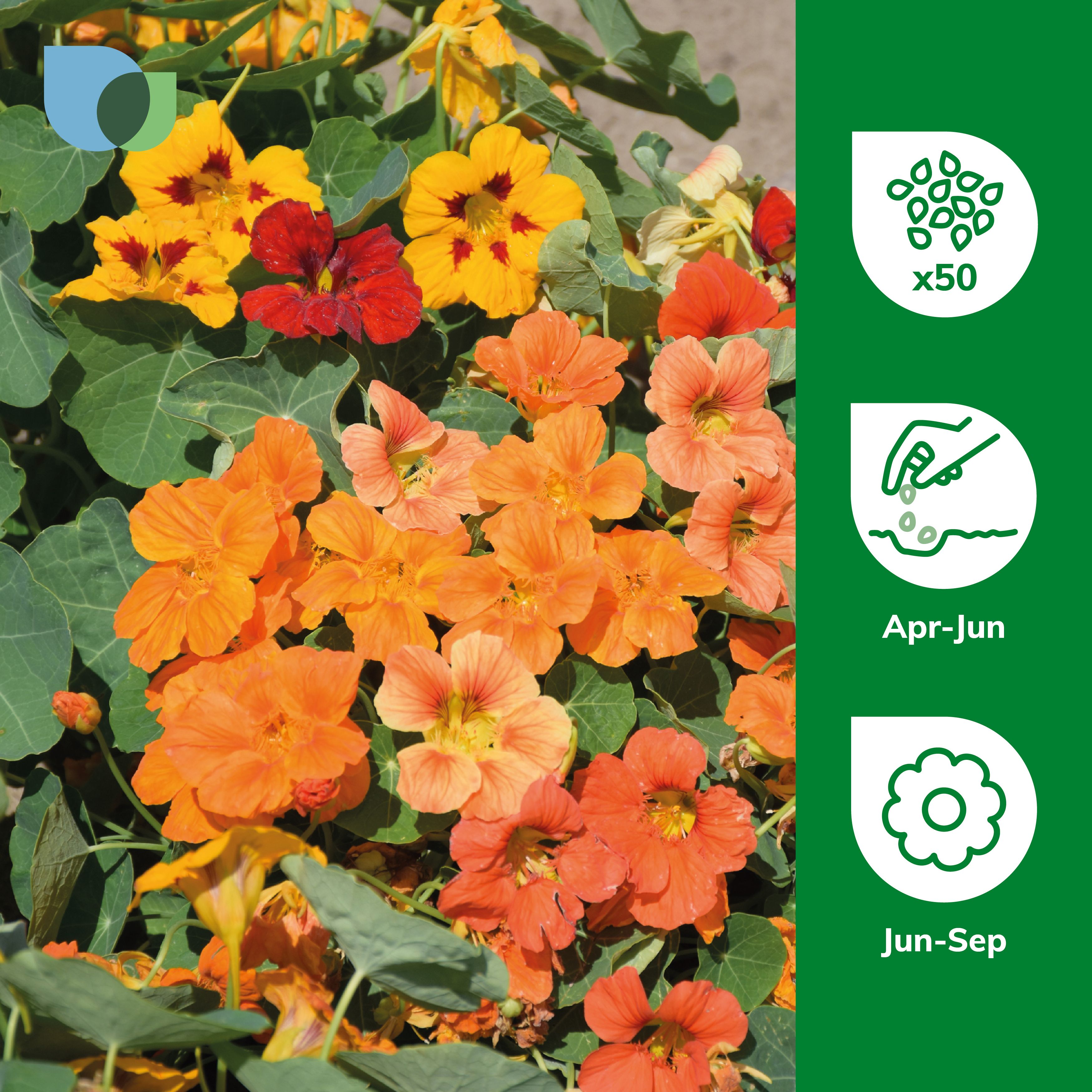 Verve Tom Thumb Assorted Nasturtium Seeds