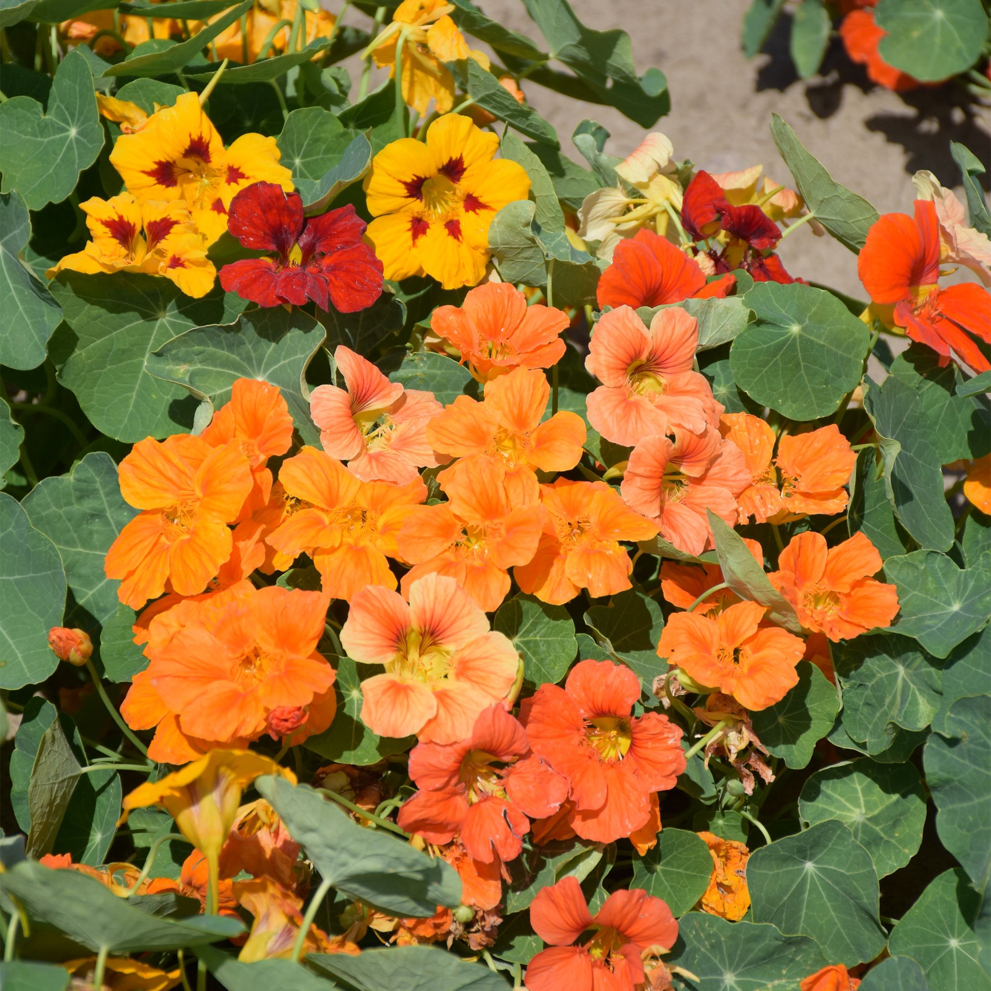 Verve Tom Thumb Assorted Nasturtium Seeds
