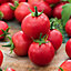 Verve Tomato baron F1 Tomato Seed