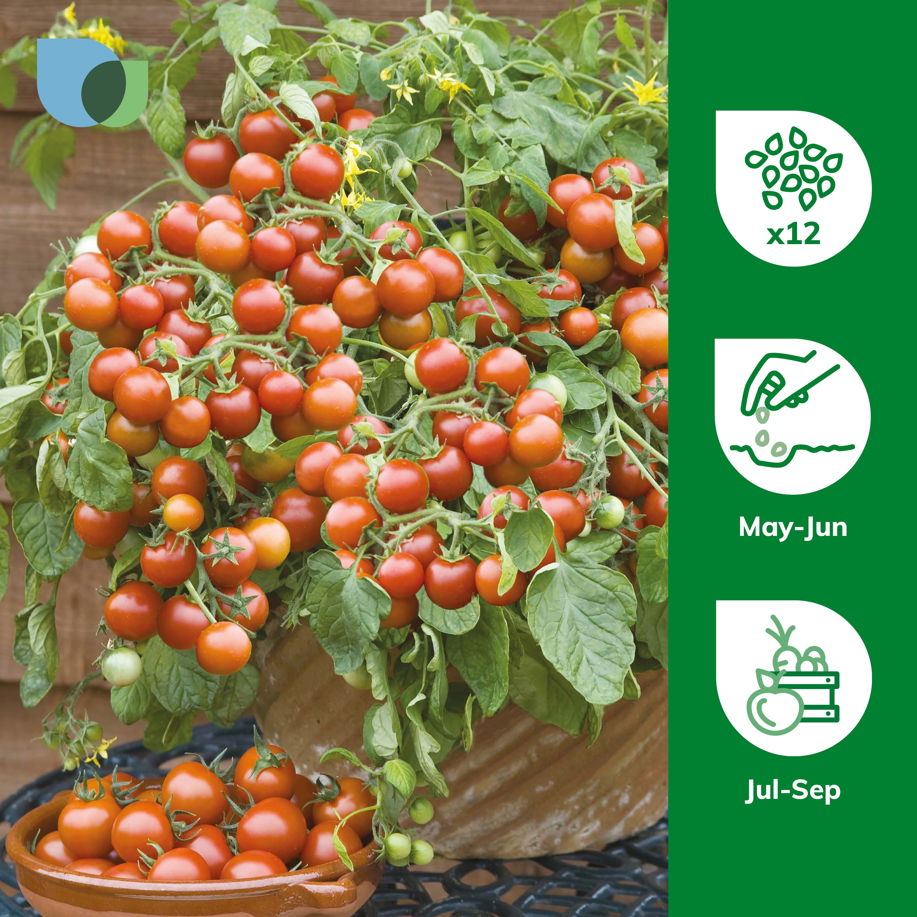 ❁⃘*.゜tomato❁⃘*.゜ Vintage Botanicals Tomato Illustration Sign, Kitchen Sign