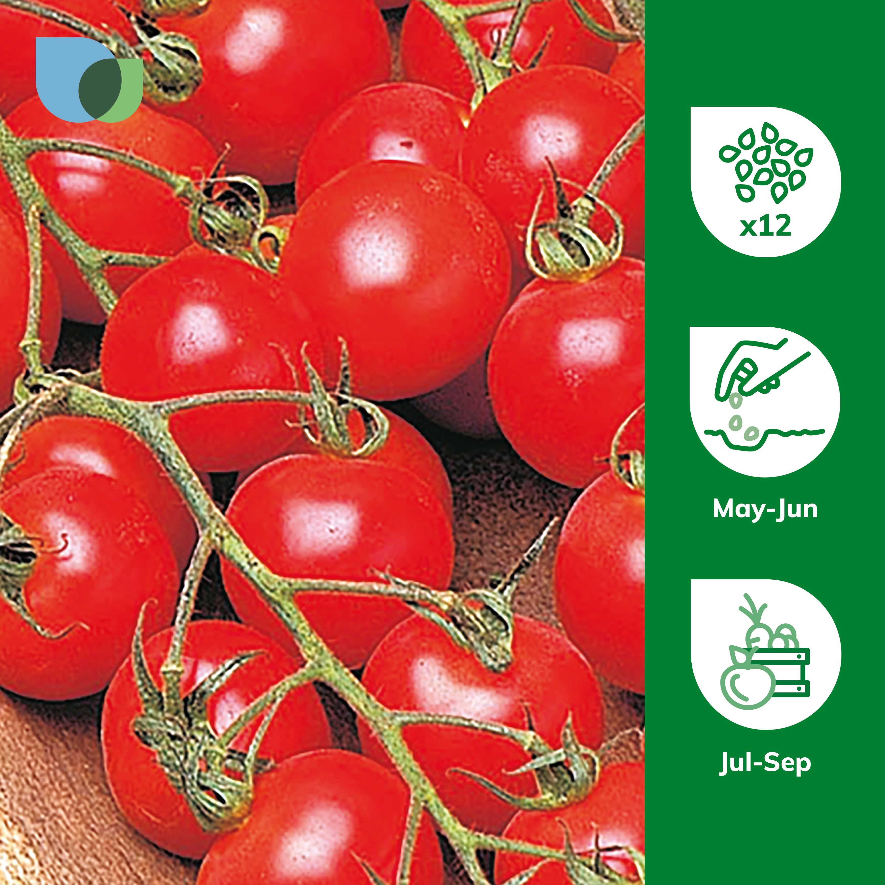 tomatoさん専用 Amazon.com : Sanibel Hybrid Tomato Seeds (30+ Seed Package