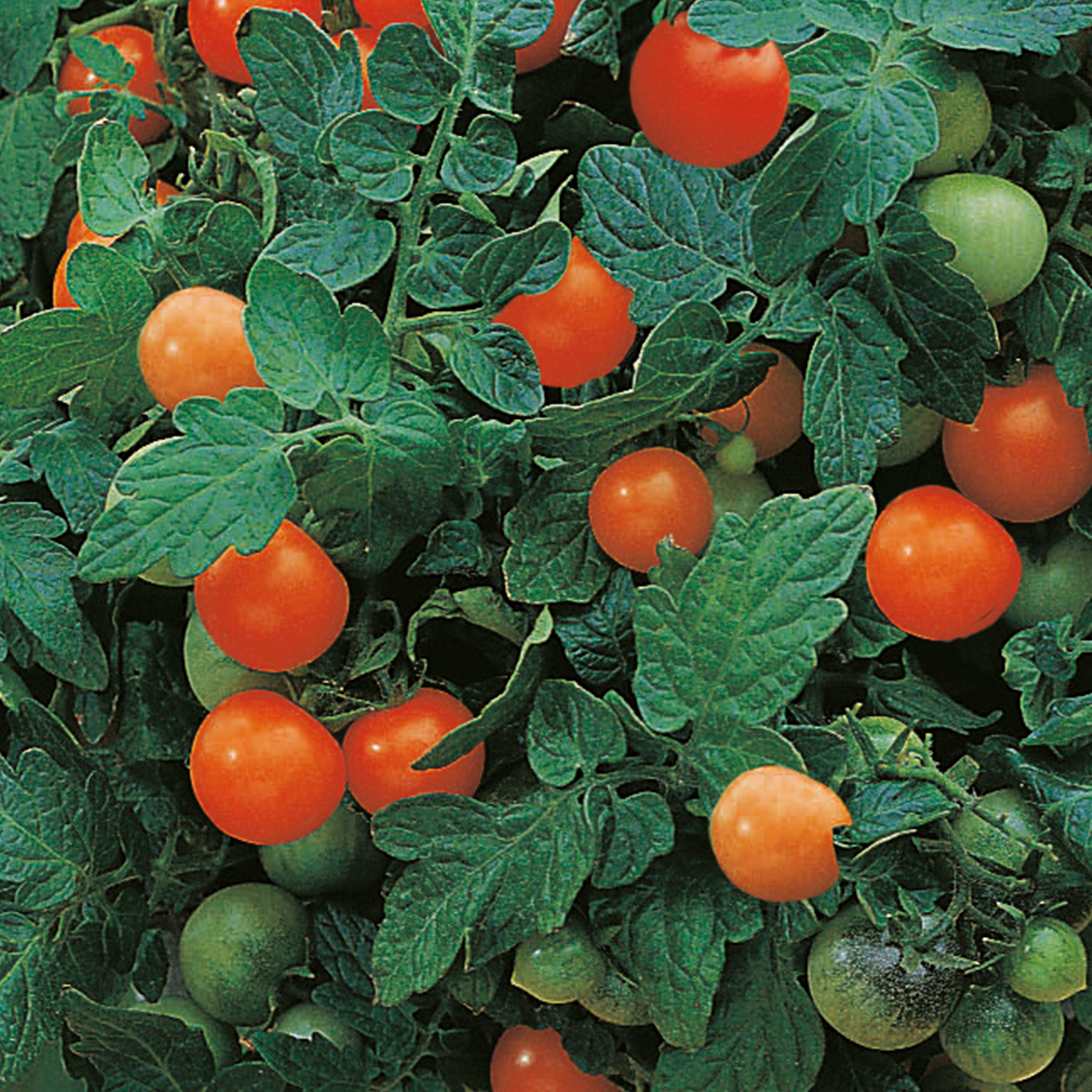 0mat_plant Phormictopus atrichomatus