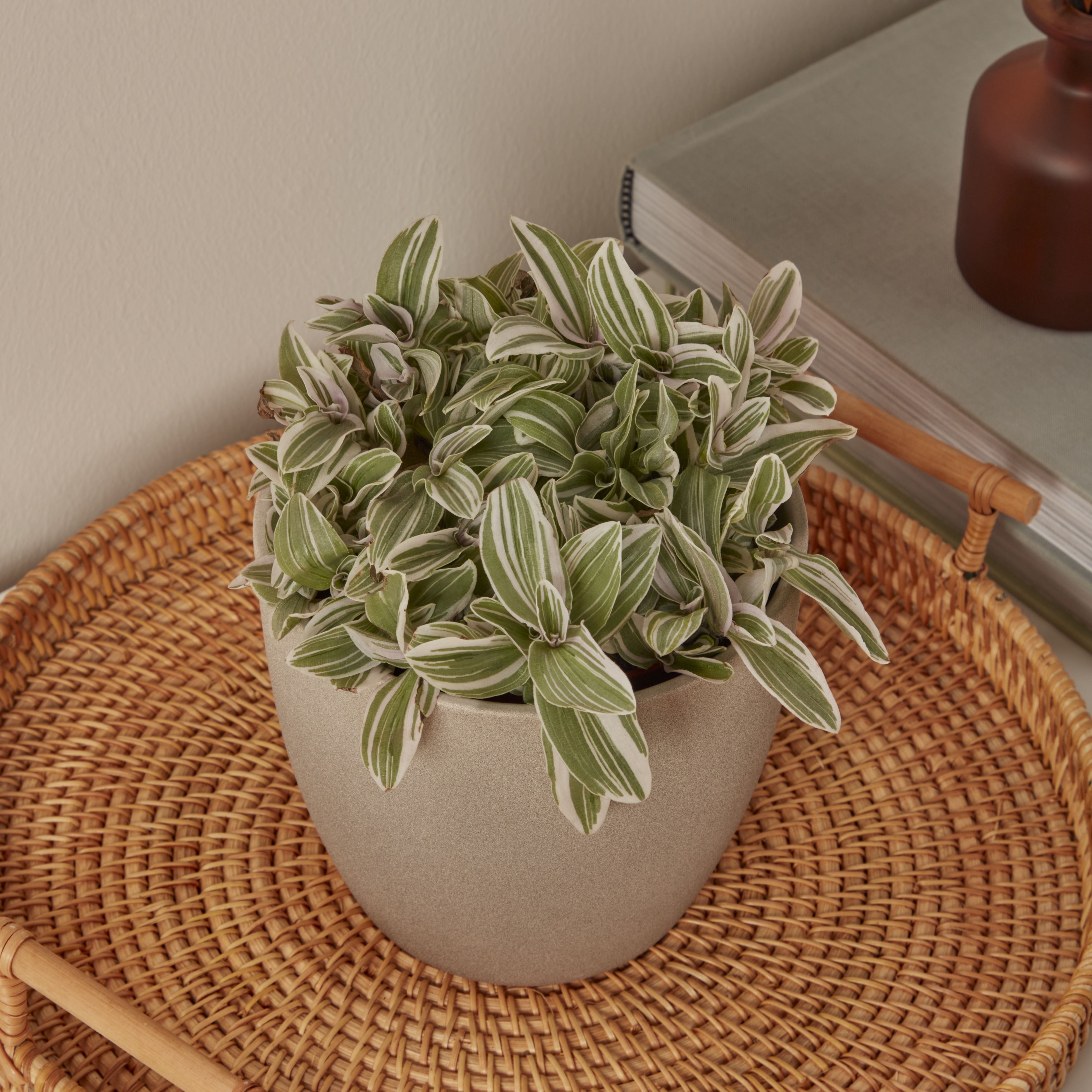 Verve Tradescantia zebrina in Terracotta Plastic Grow pot 12cm