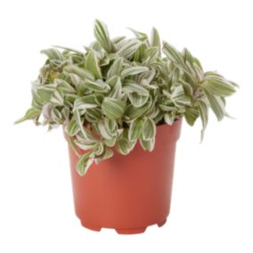 Verve Tradescantia zebrina in Terracotta Plastic Grow pot 12cm