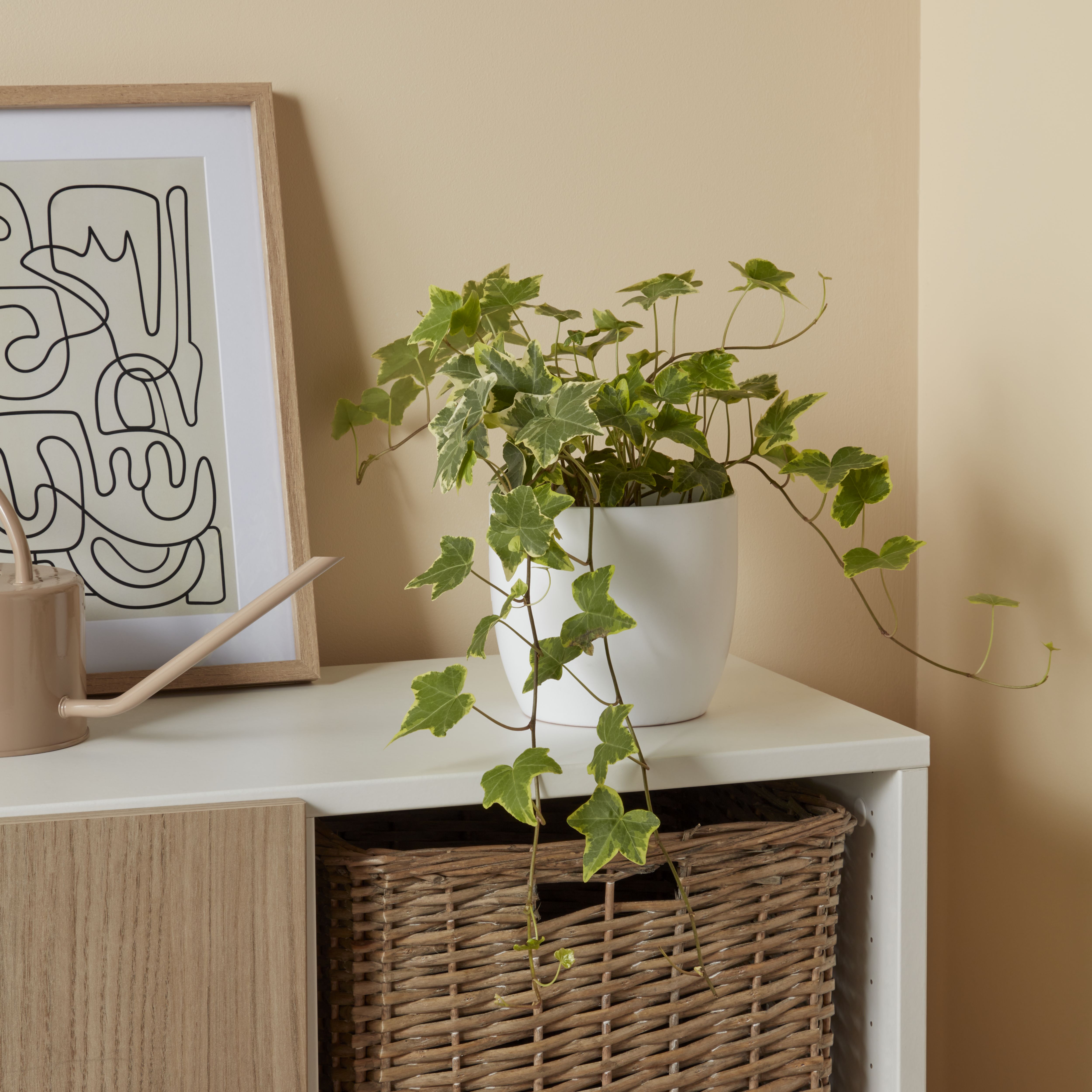 Verve Trailing Ivy in Terracotta Plastic Grow pot
