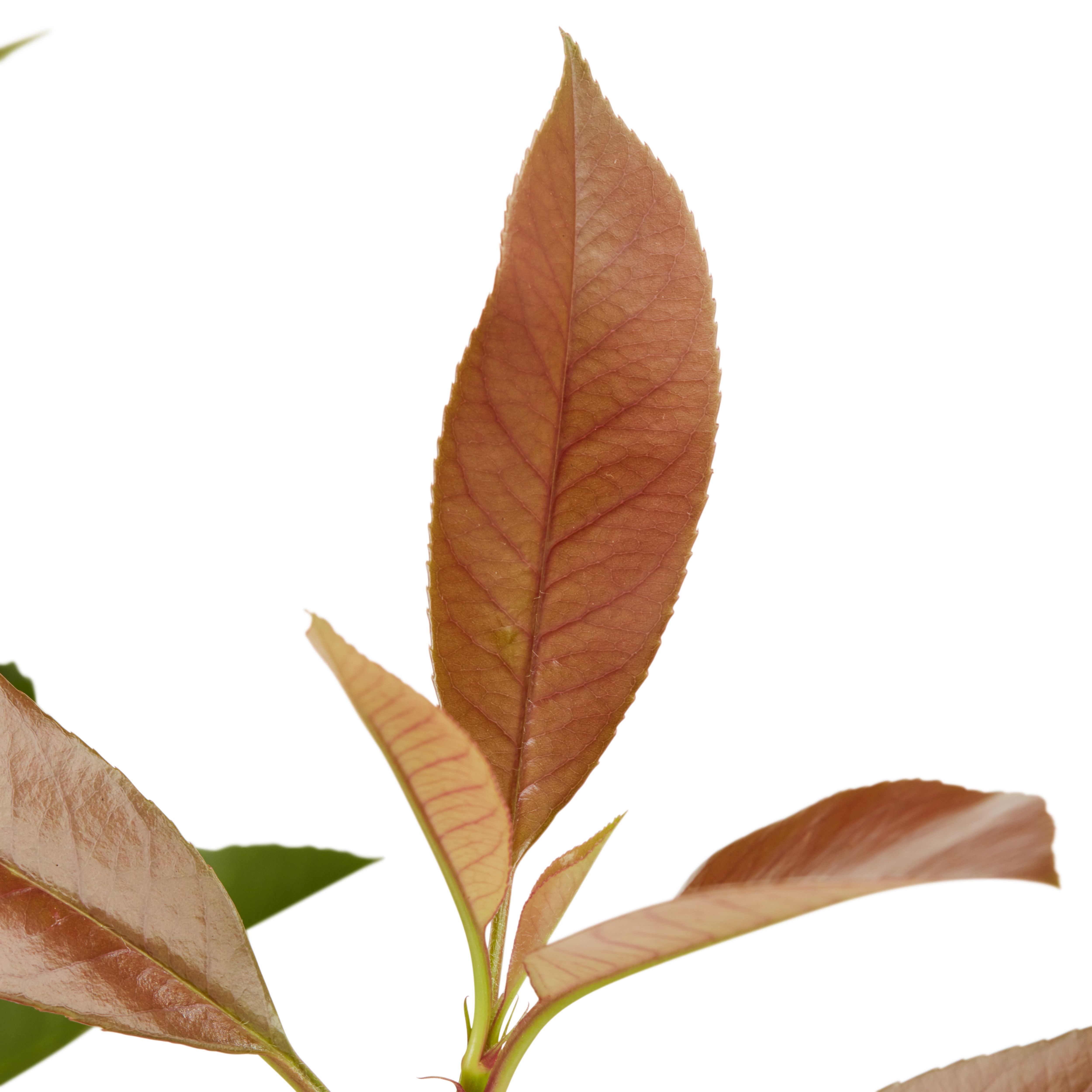 Verve Tree 10L