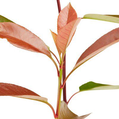 Verve Tree 10L
