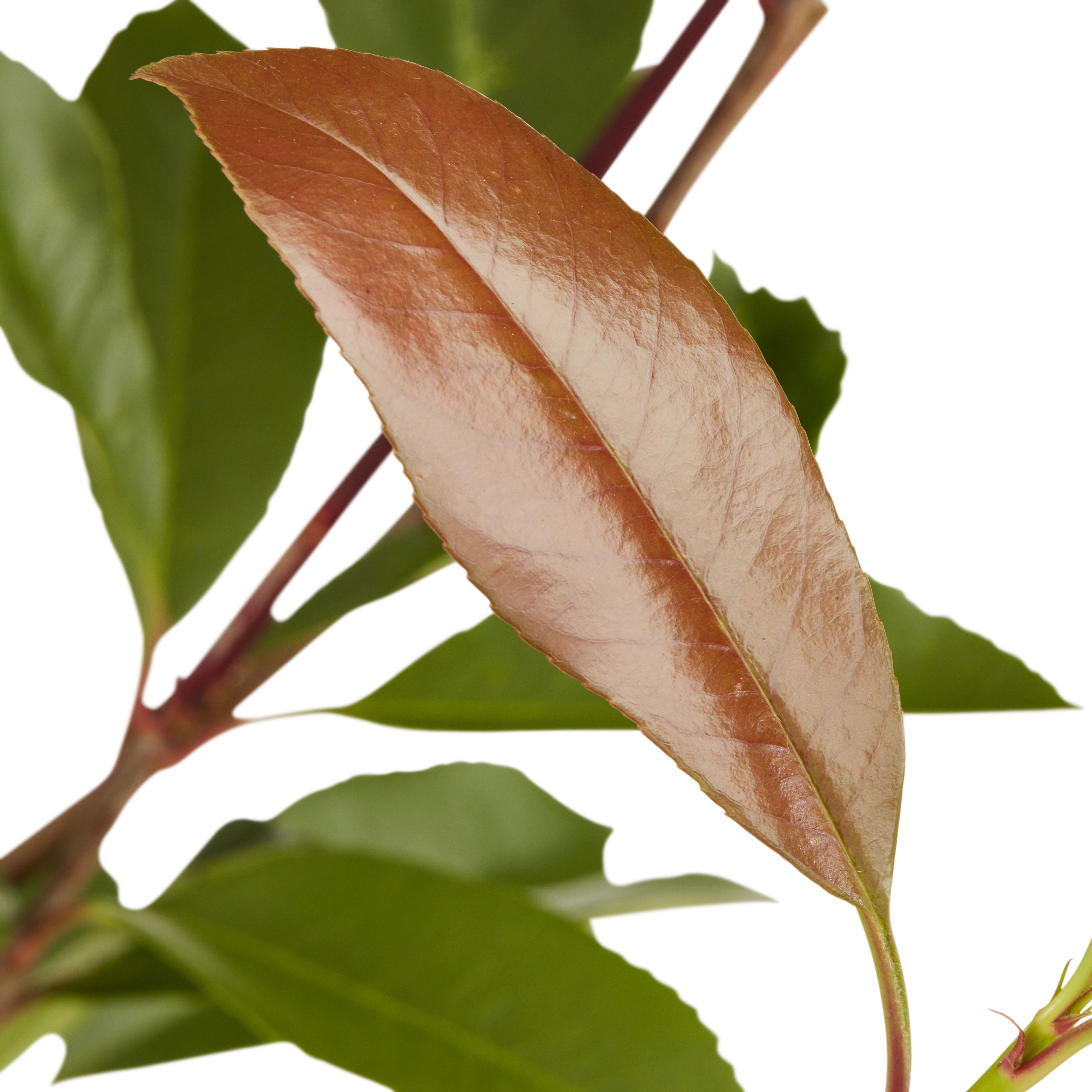 Verve Tree