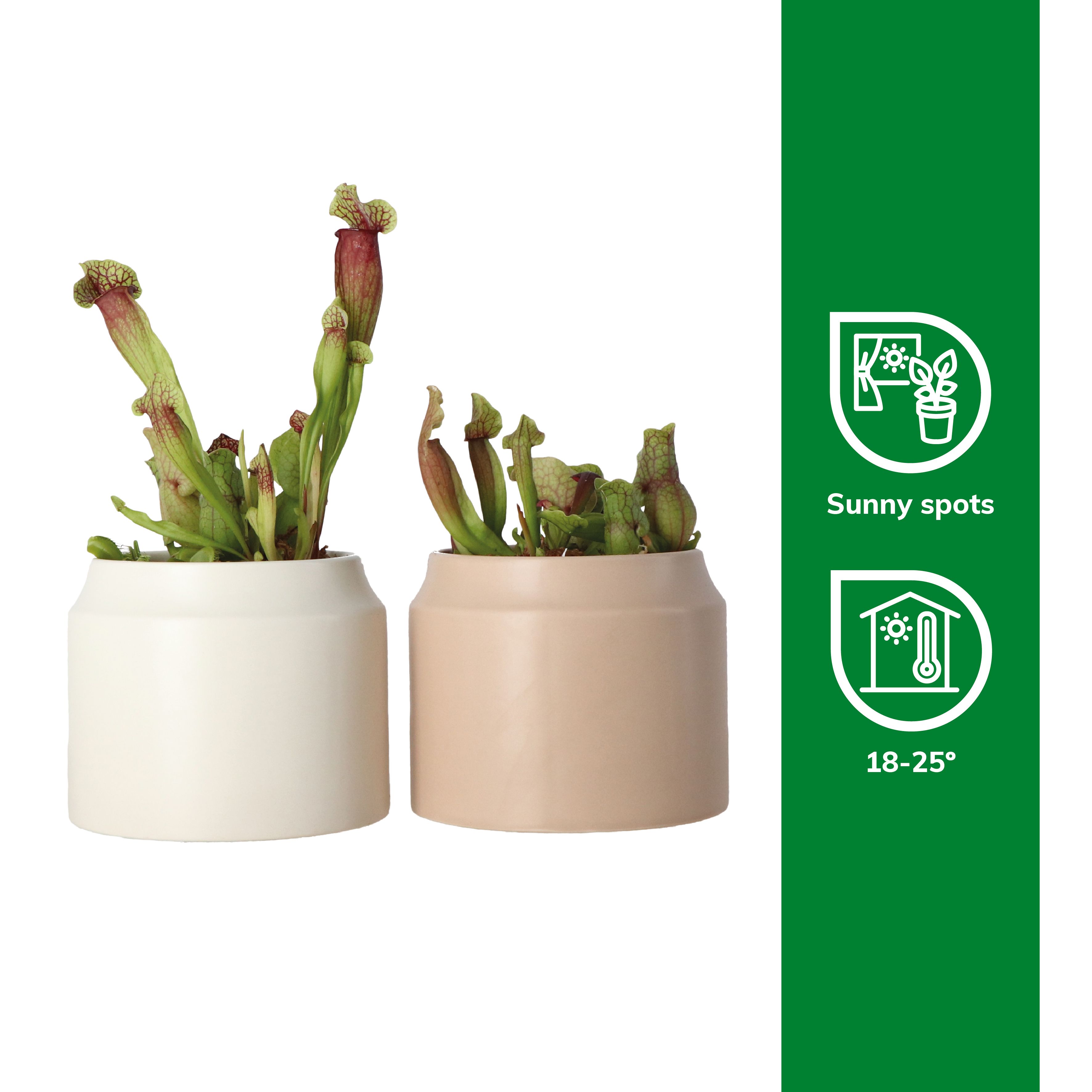 Verve Trumpet Pitcher/ Venus Flytrap in Ceramic Decorative pot 14cm
