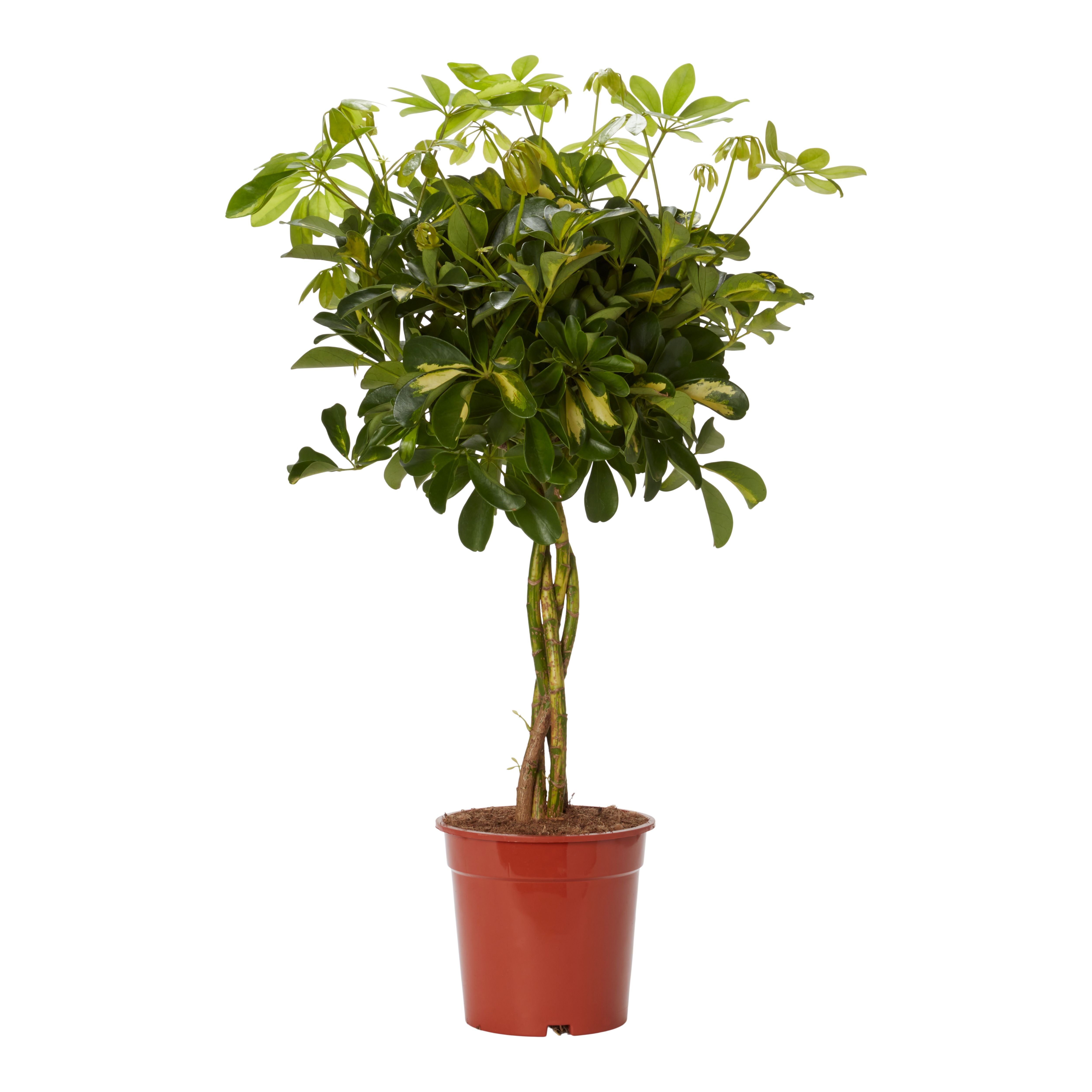 Verve Umbrella tree in Plastic Grow pot 19cm