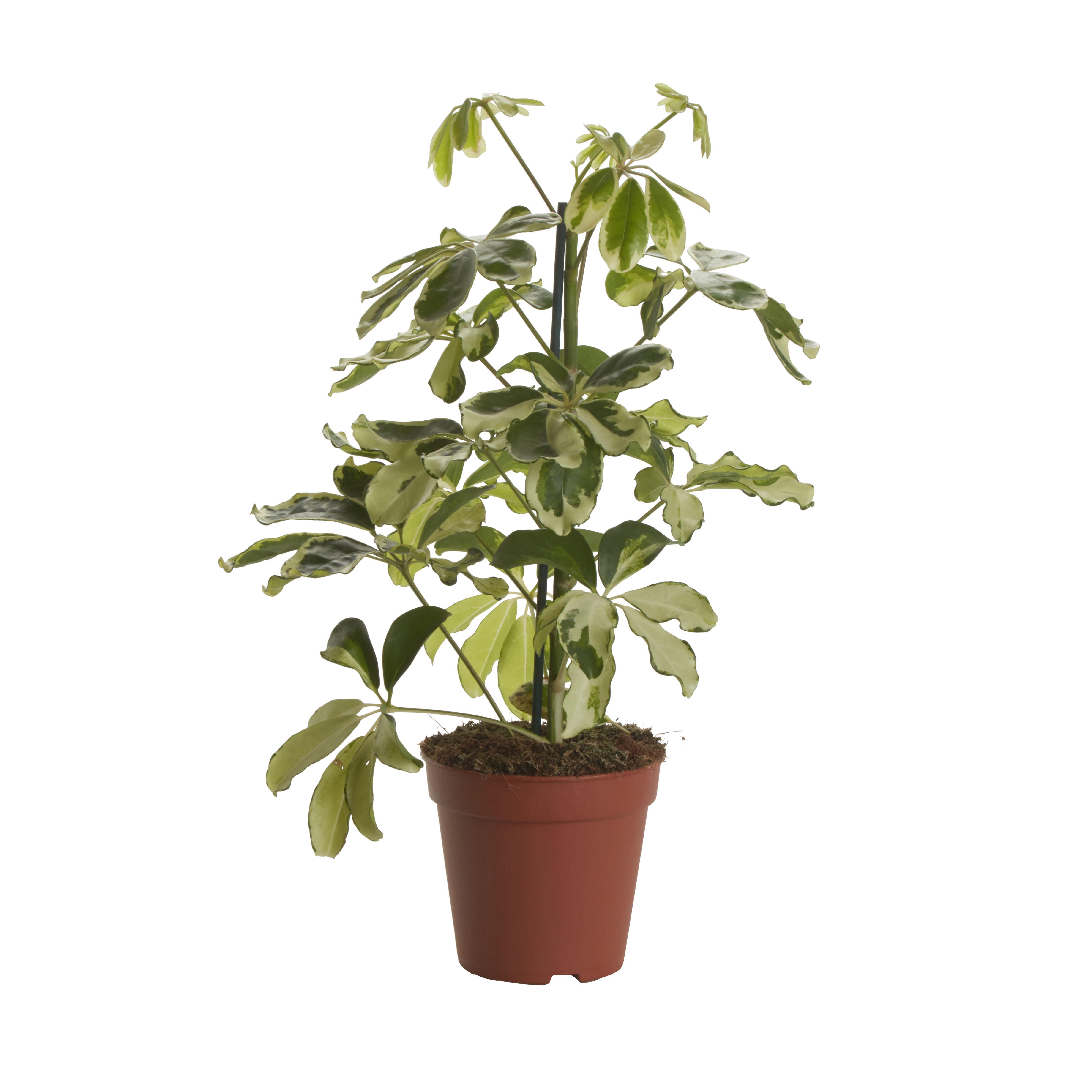 Verve Umbrella tree in Terracotta Plastic Grow pot 13cm