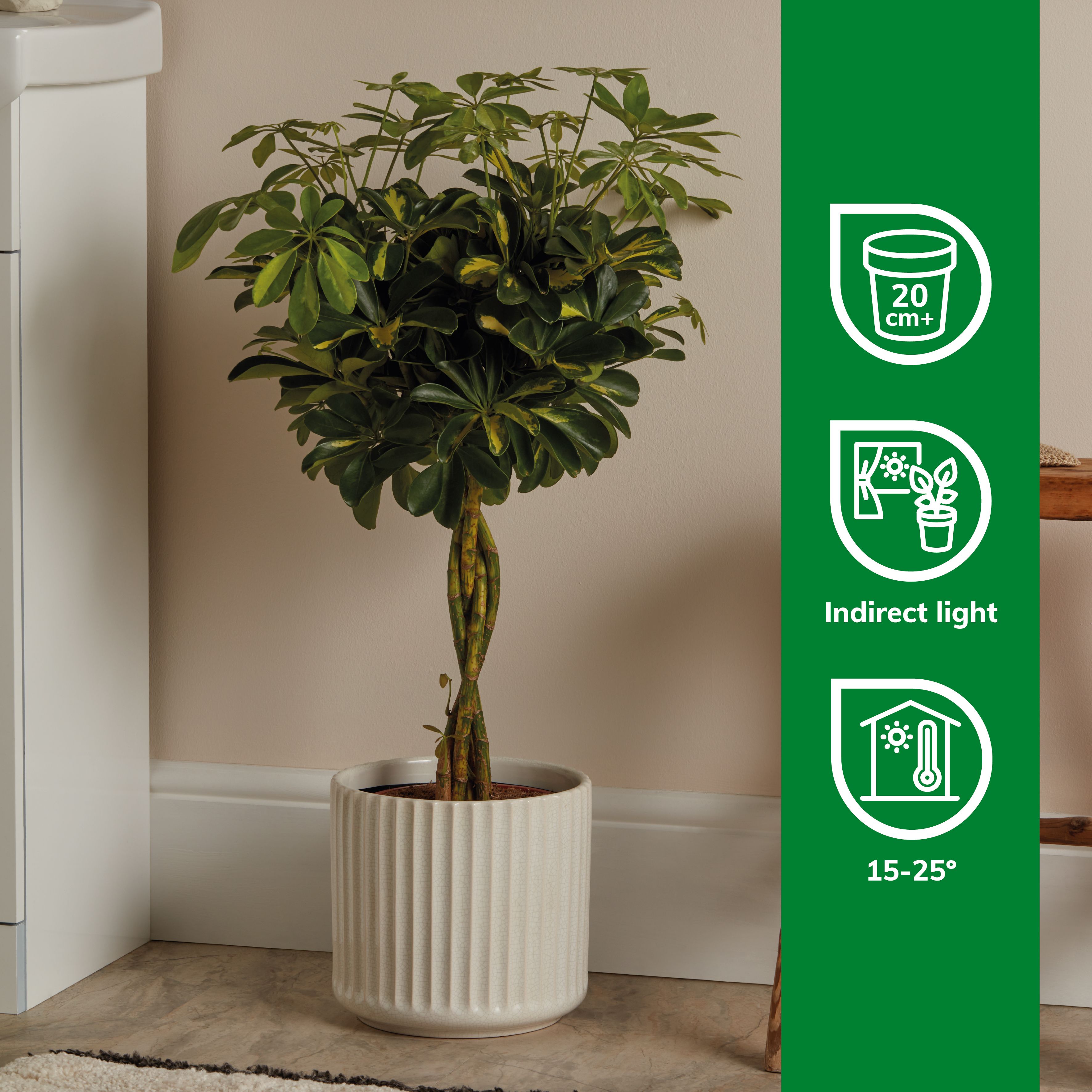 【アガベ鉢】Zyrren / Umbrella Tree Pot アガベ鉢】Zyrren / Umbrella Tree Pot