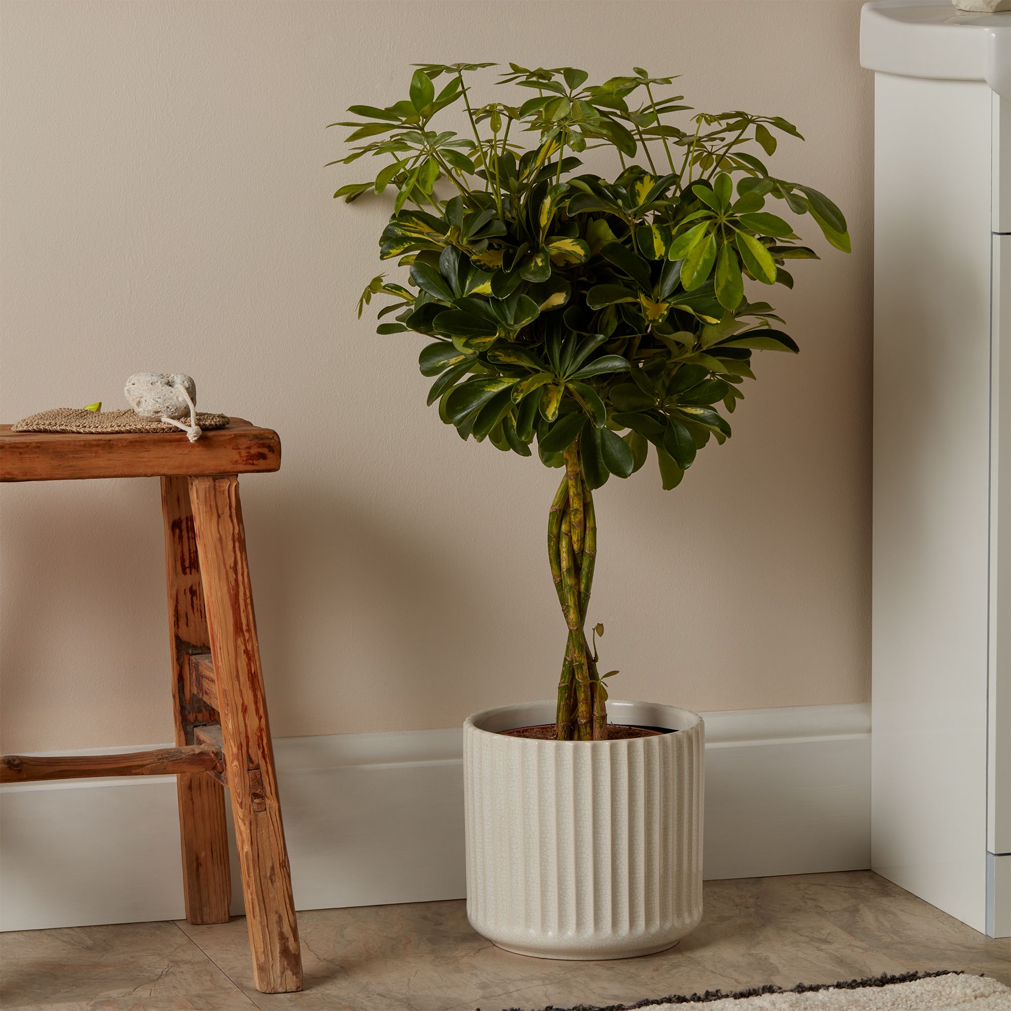 アガベ鉢】Zyrren / Umbrella Tree Pot アガベ鉢】Zyrren / Umbrella