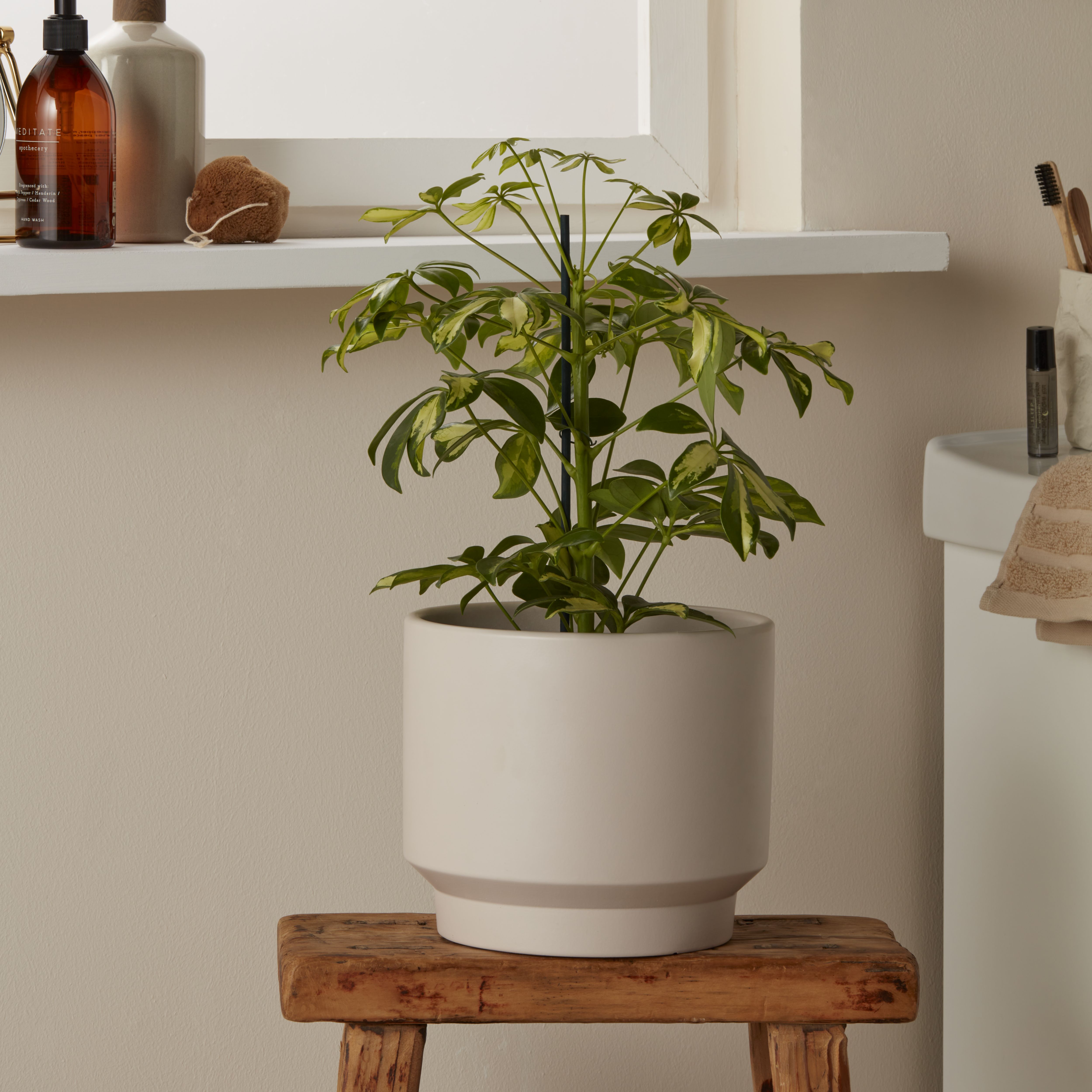 Verve Umbrella tree in Terracotta Plastic Grow pot