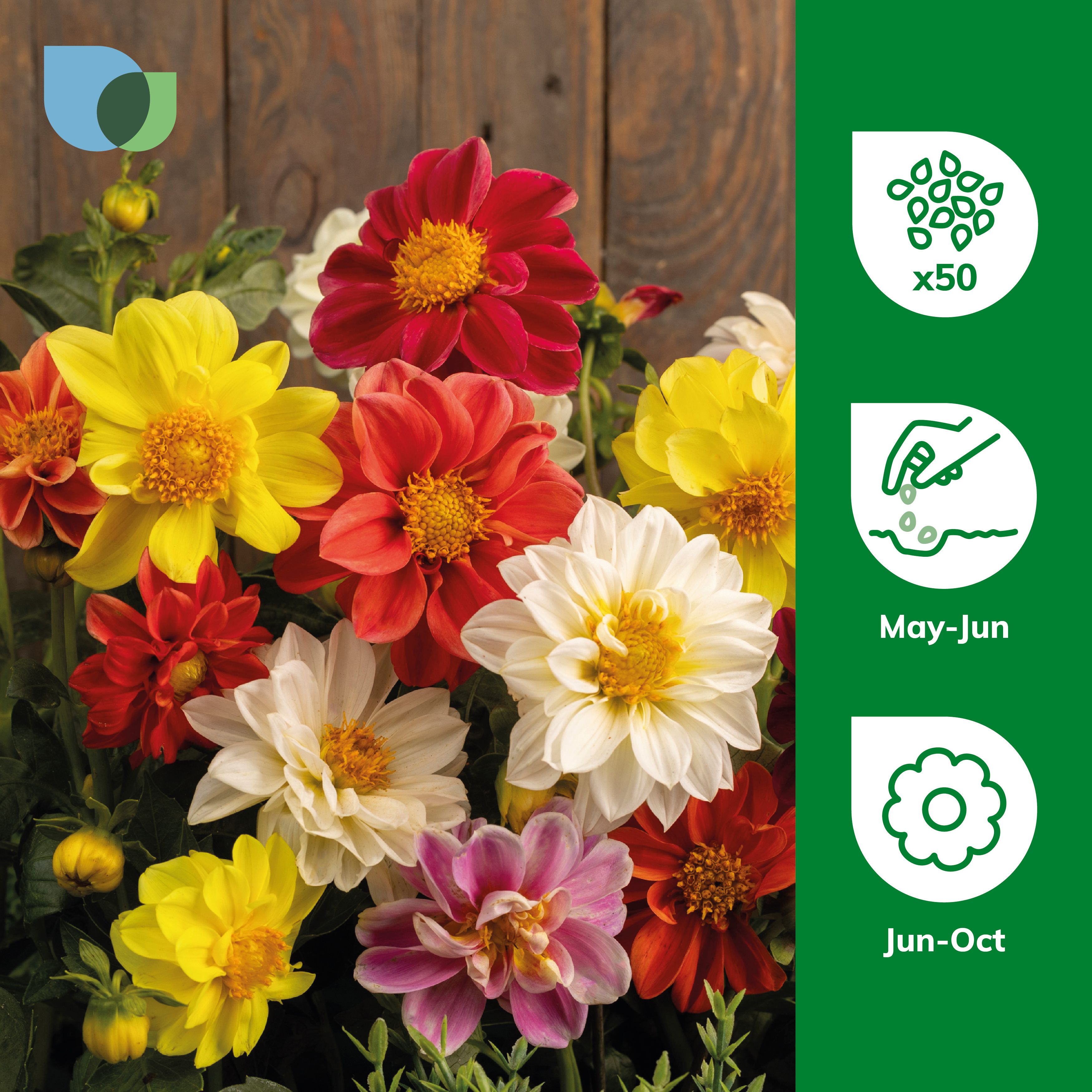 Verve Unwins Ideal Bedding Mix Dahlia Seeds