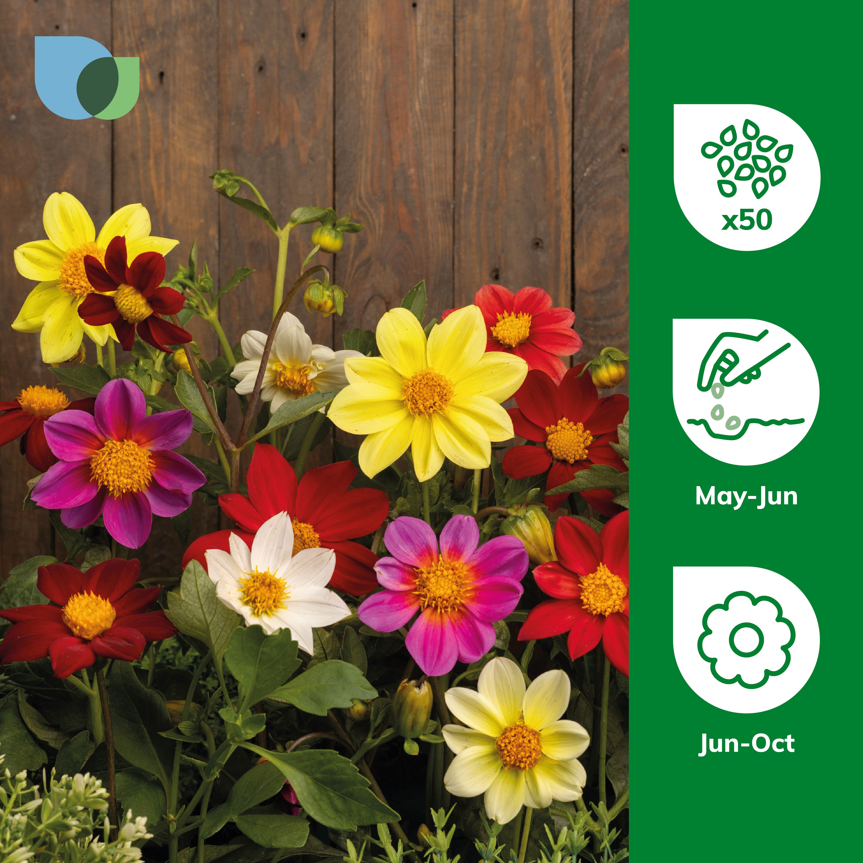 Verve Unwins Ideal Bedding Mix Dahlia Seeds