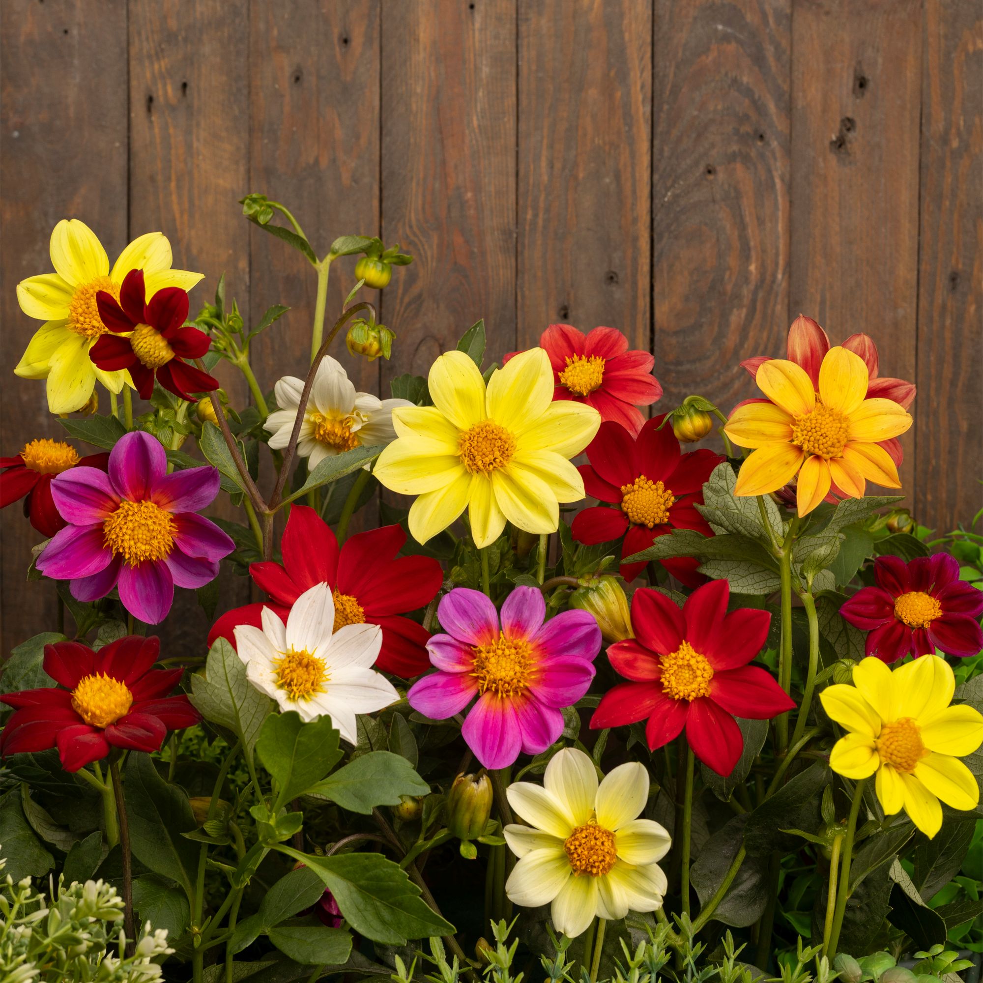 Verve Unwins Ideal Bedding Mix Dahlia Seeds