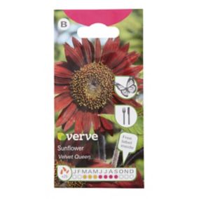 Verve Velvet queen Sunflower Seeds