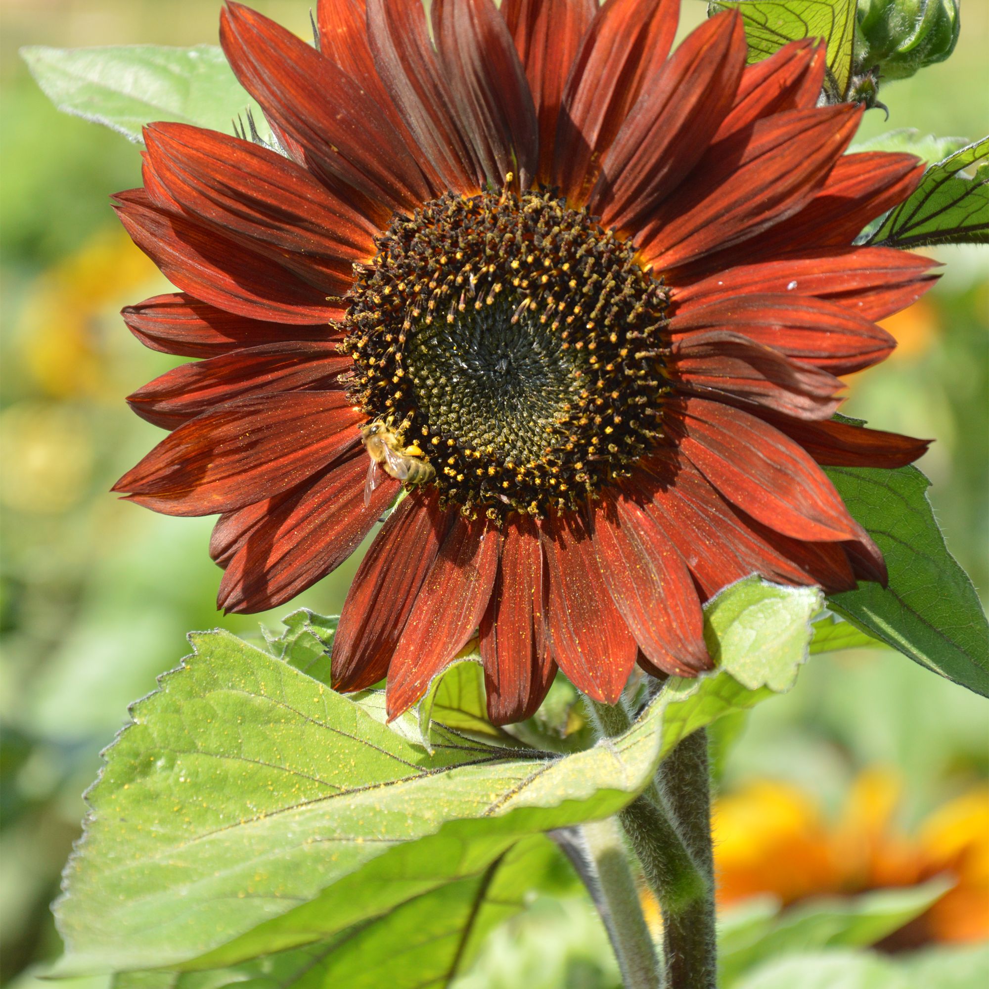 Verve Velvet Queen Sunflower Seeds