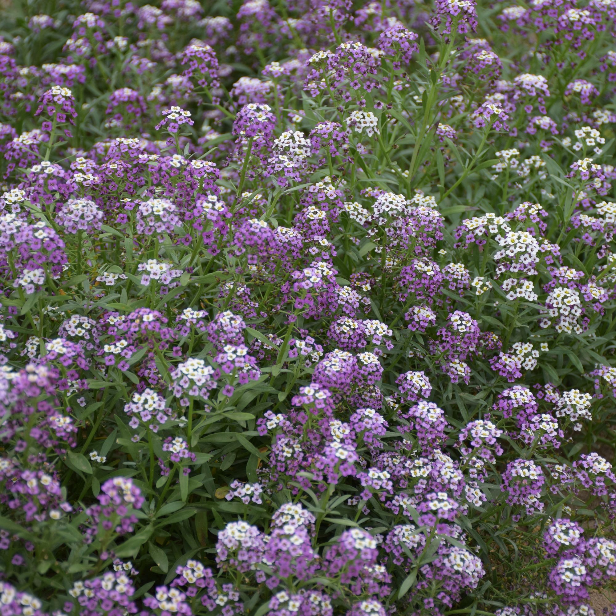 Verve Violet Queen Allyssum Seeds