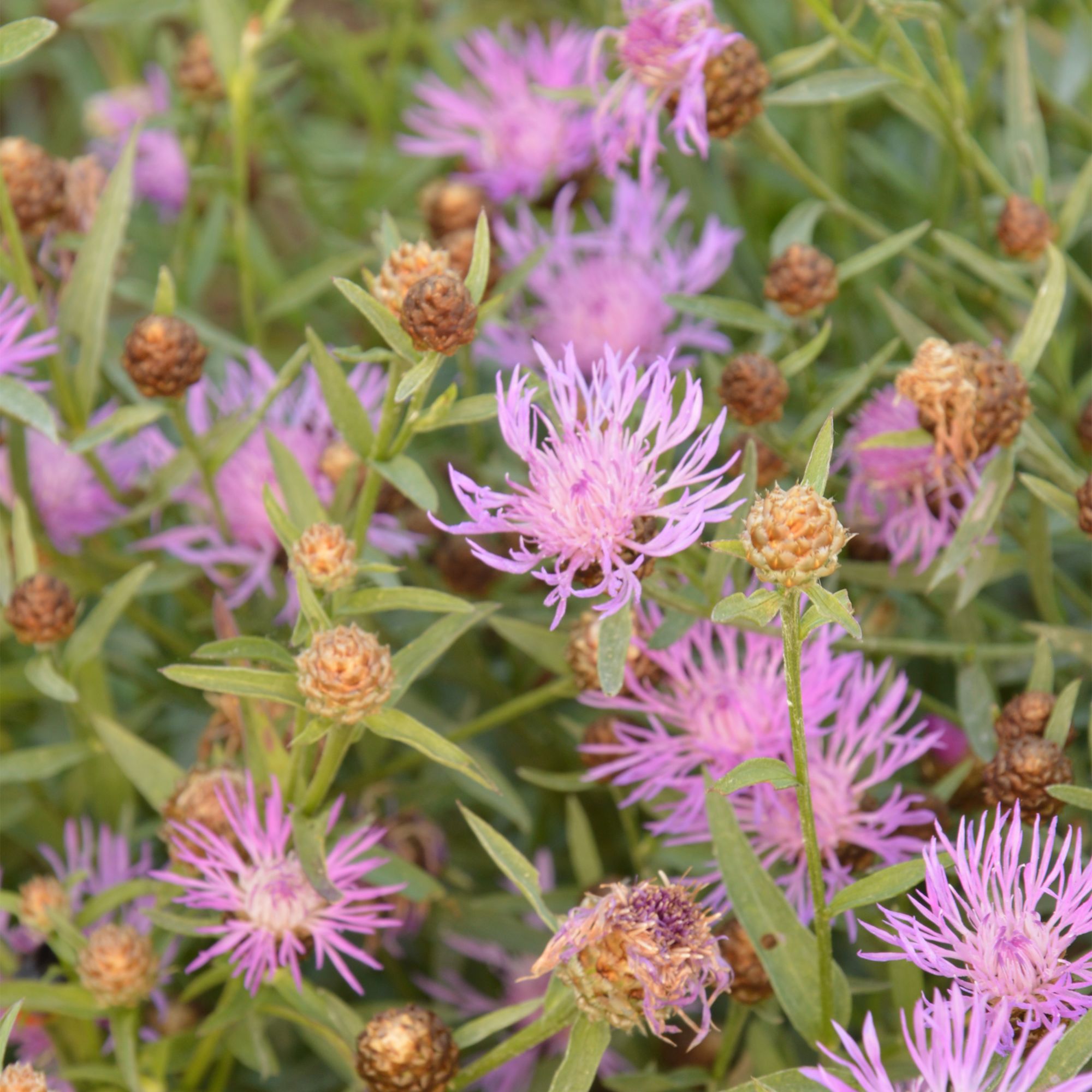 Verve Violet Rose Mix Centaurea Seeds