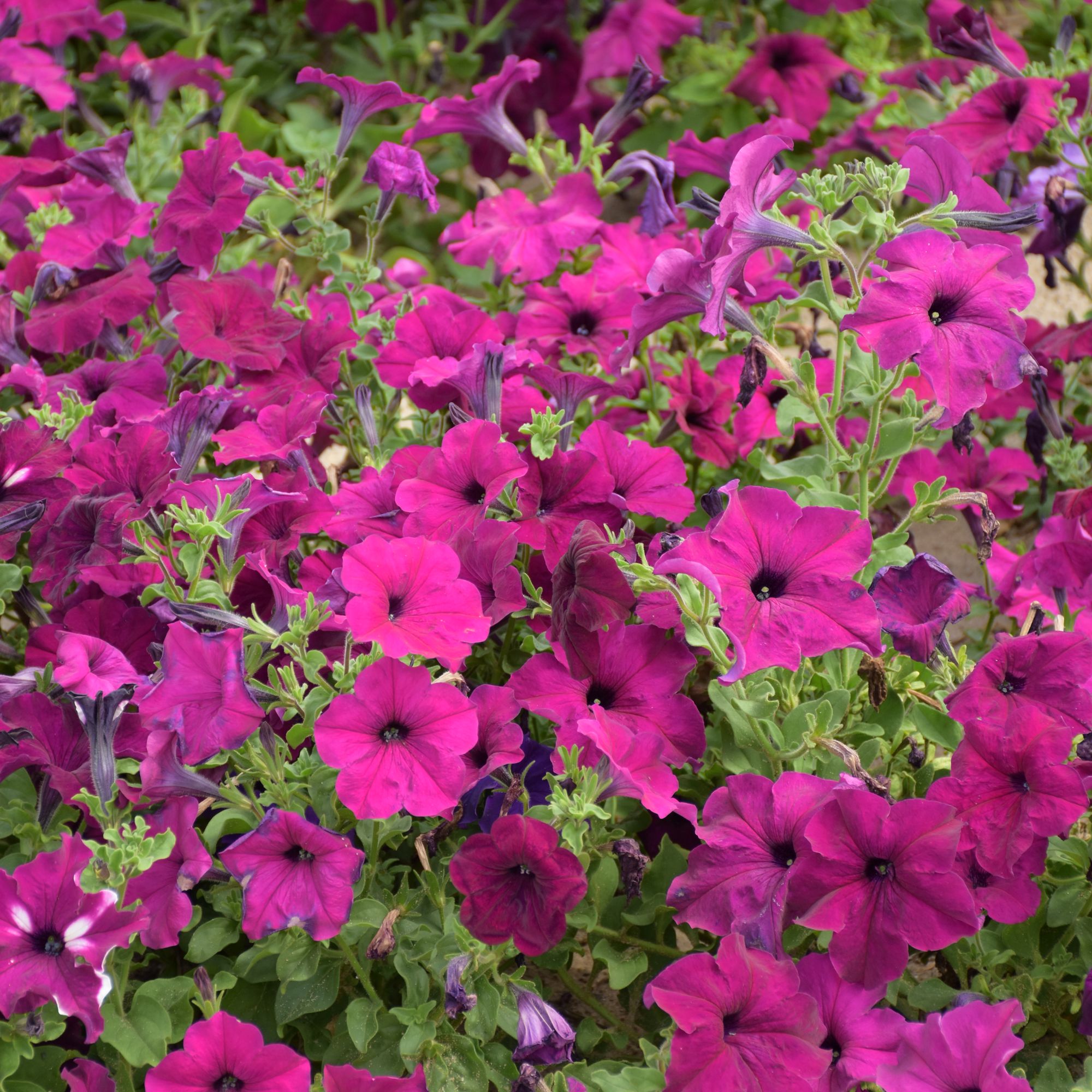 Verve Wave F1 Petunia Seeds