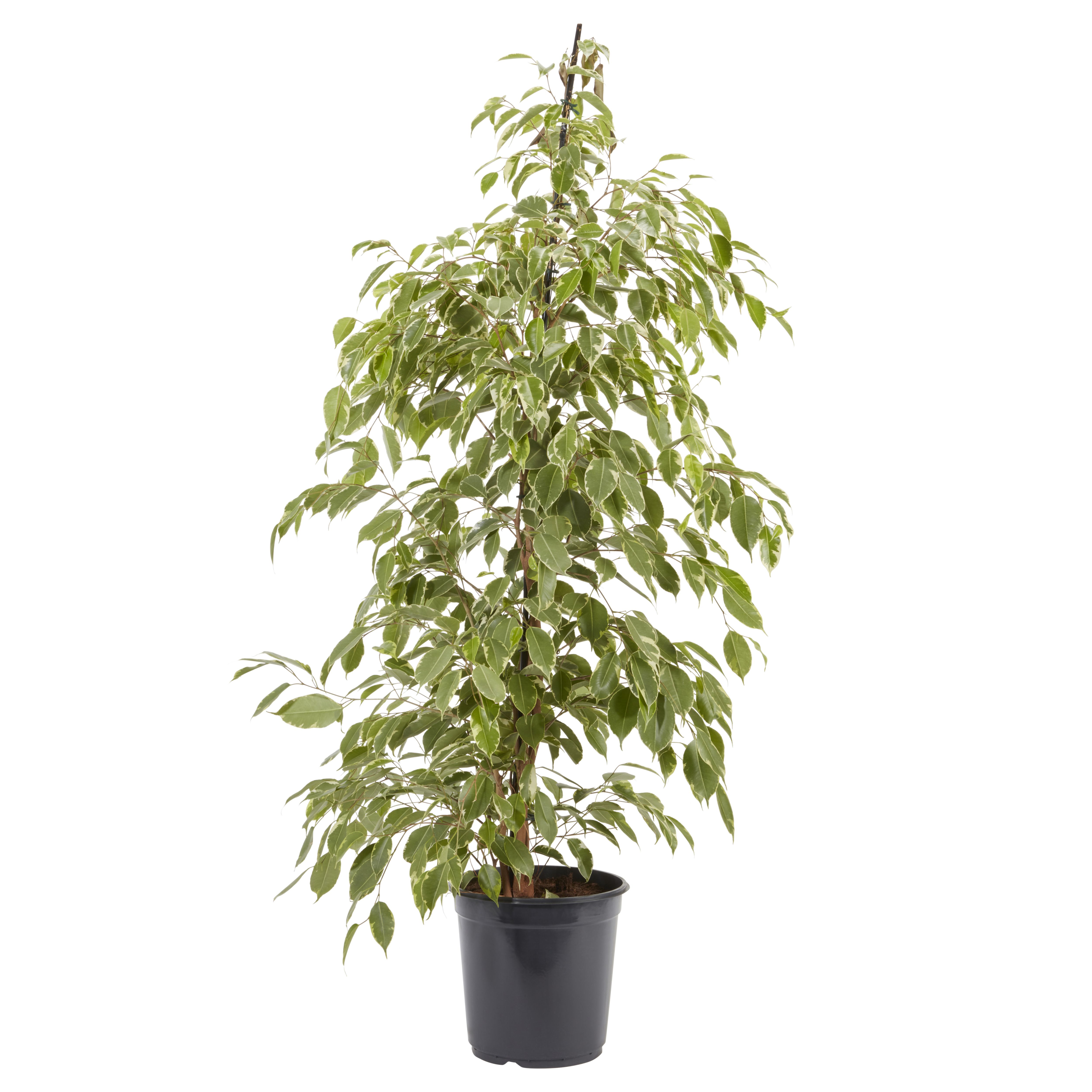 Verve Weeping Fig Assorted in Plastic Grow pot 21cm