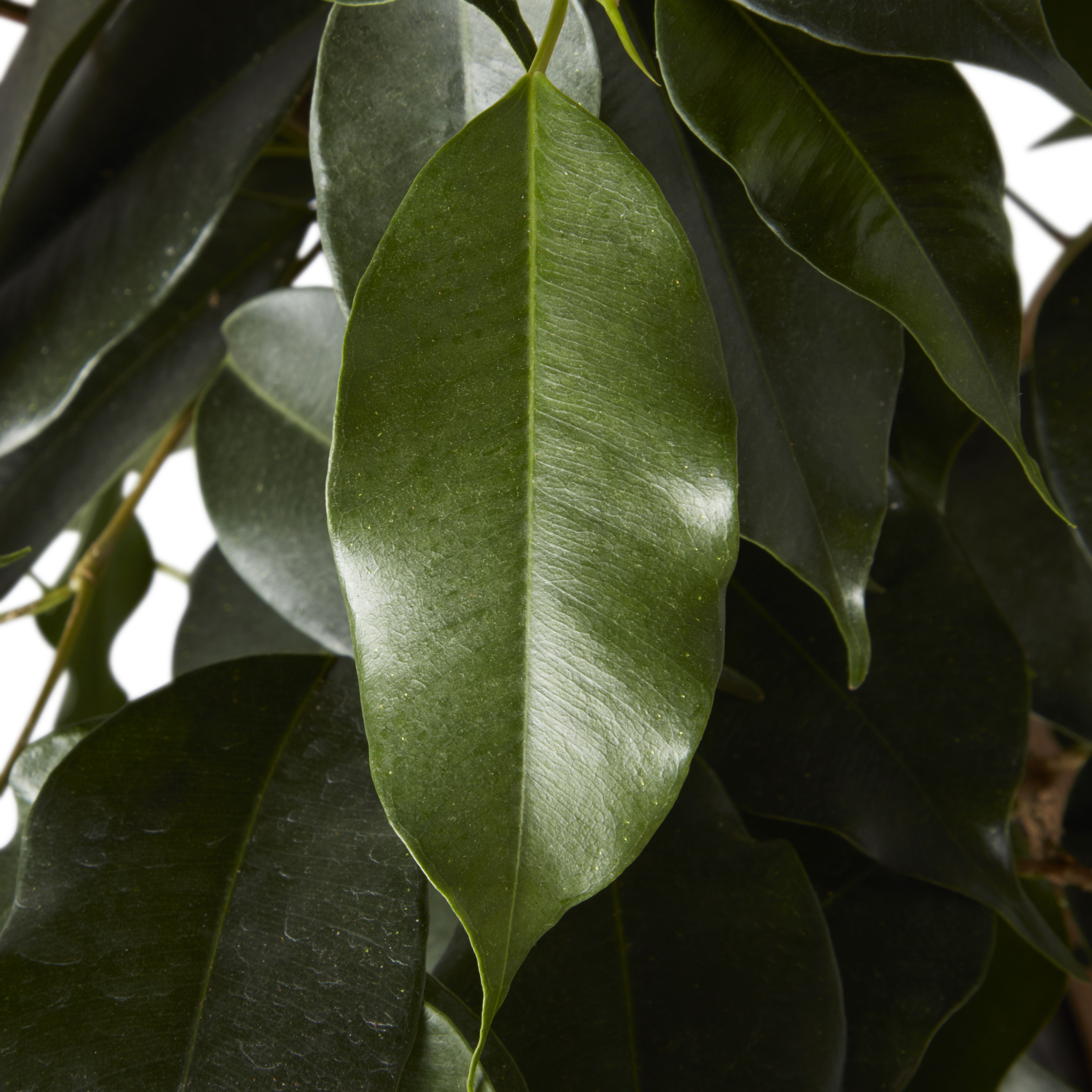 Verve Weeping fig in Black Plastic Grow pot 21cm