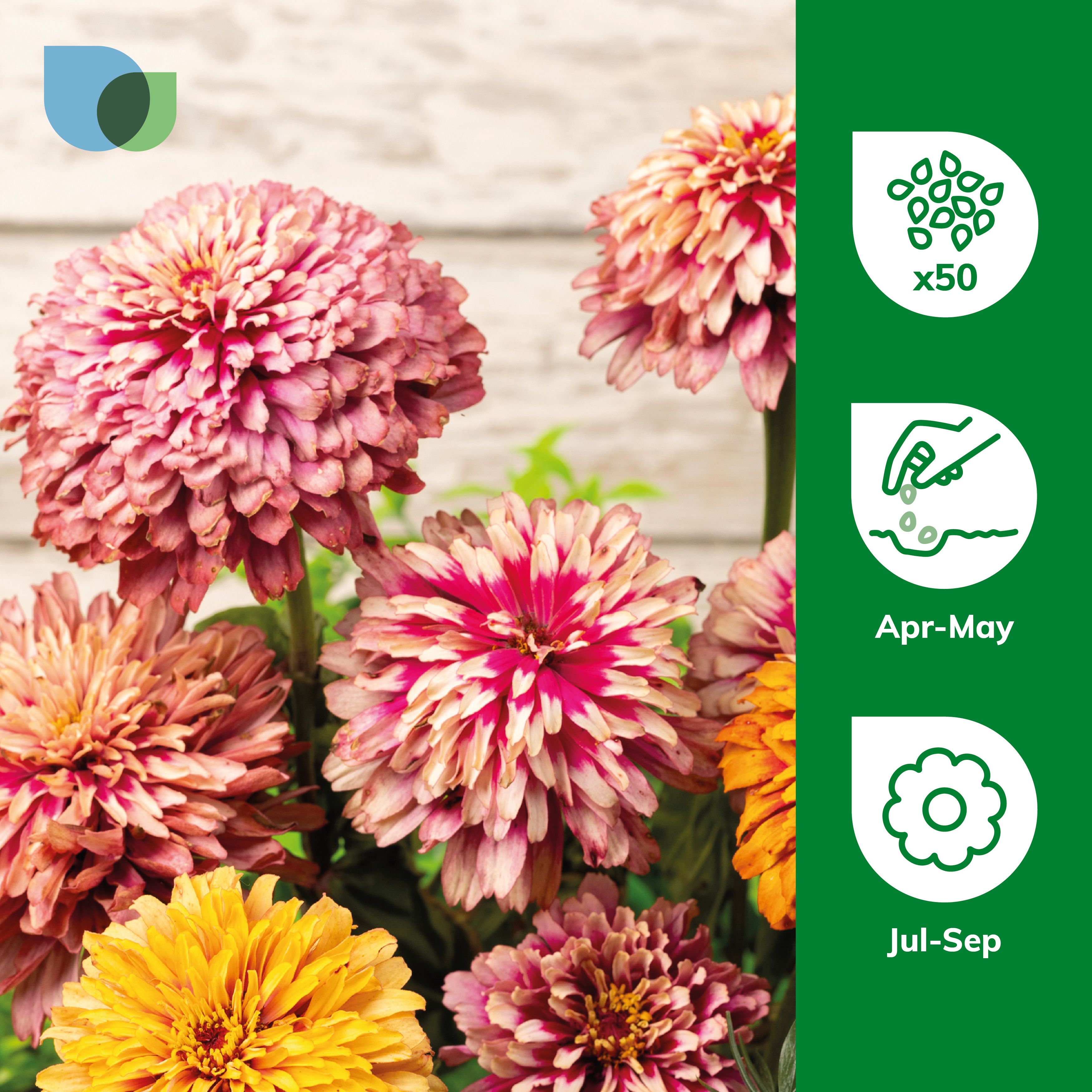 Verve Whirlygig Assorted Zinnia Seeds