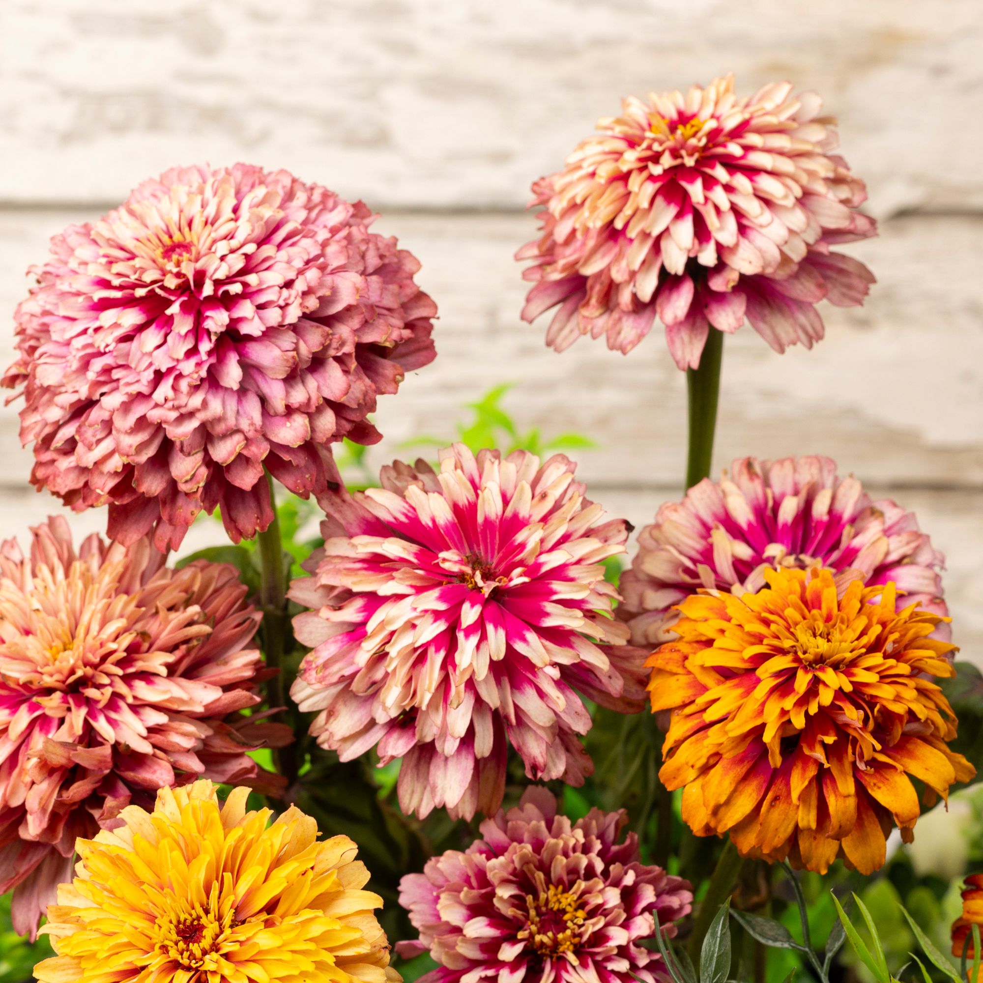 Verve Whirlygig Assorted Zinnia Seeds