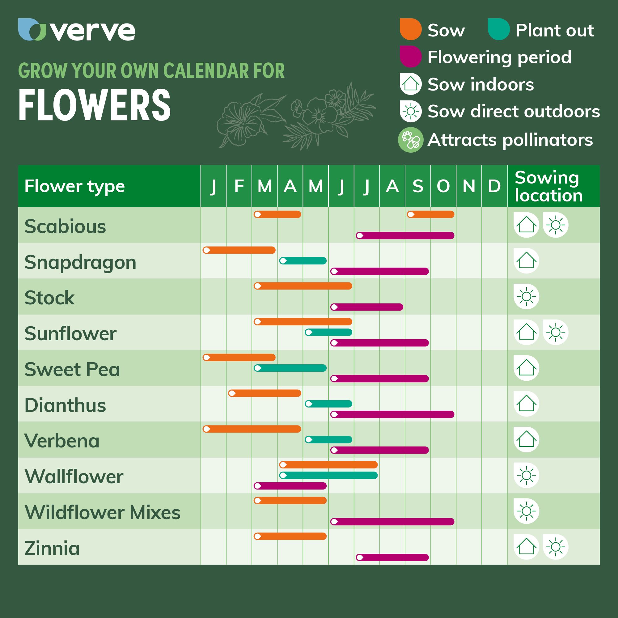Verve Whirlygig Assorted Zinnia Seeds