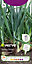 Verve White lisbon spring onion Spring onion Seed
