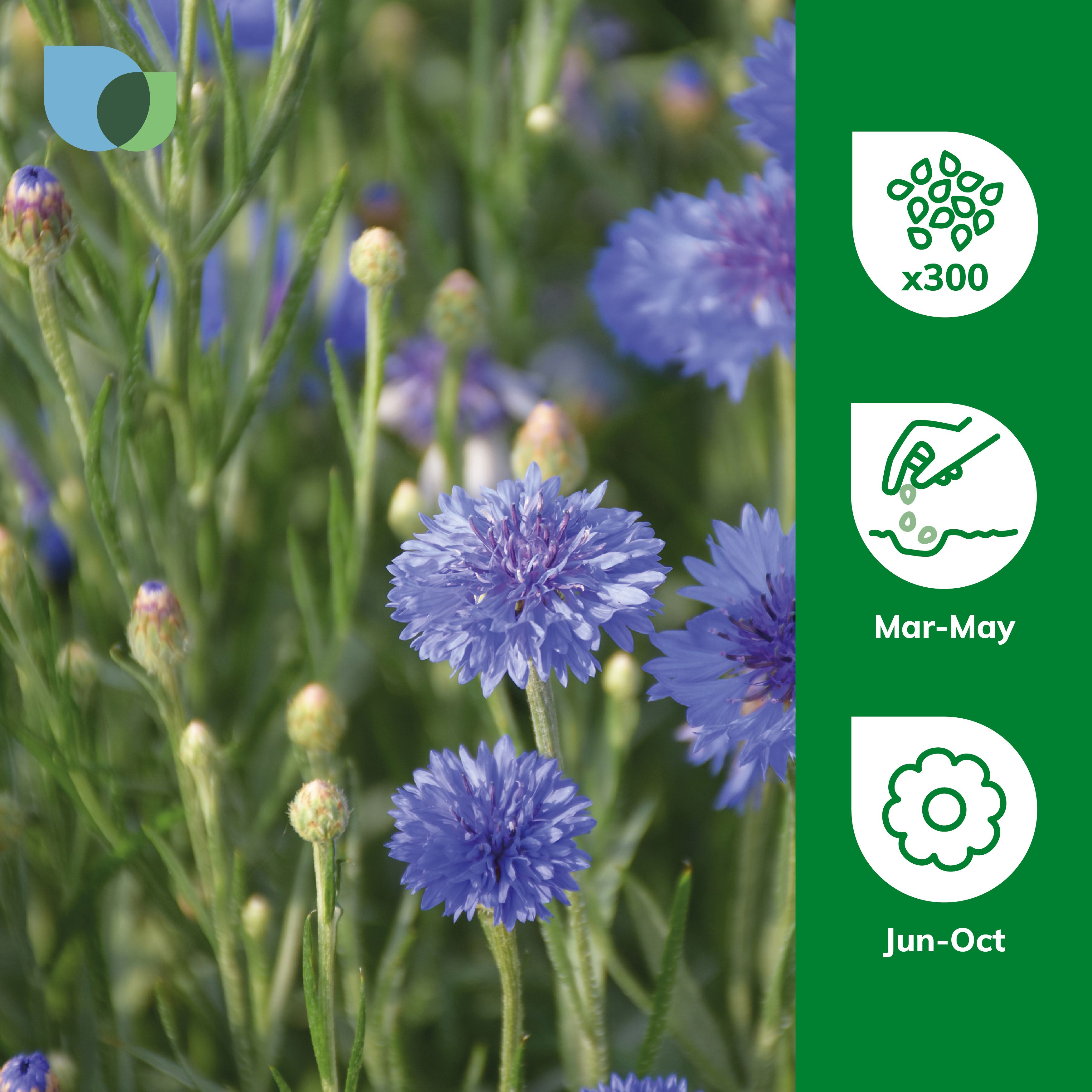 Verve Wildflower Collection Seeds