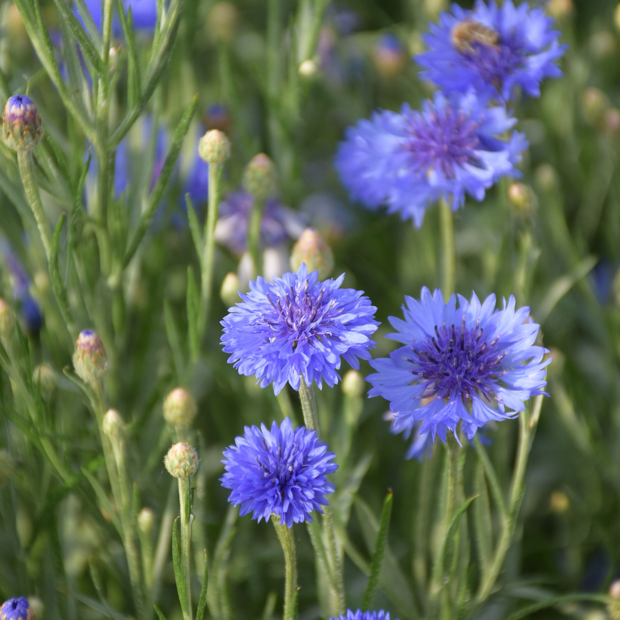 Verve Wildflower Collection Seeds