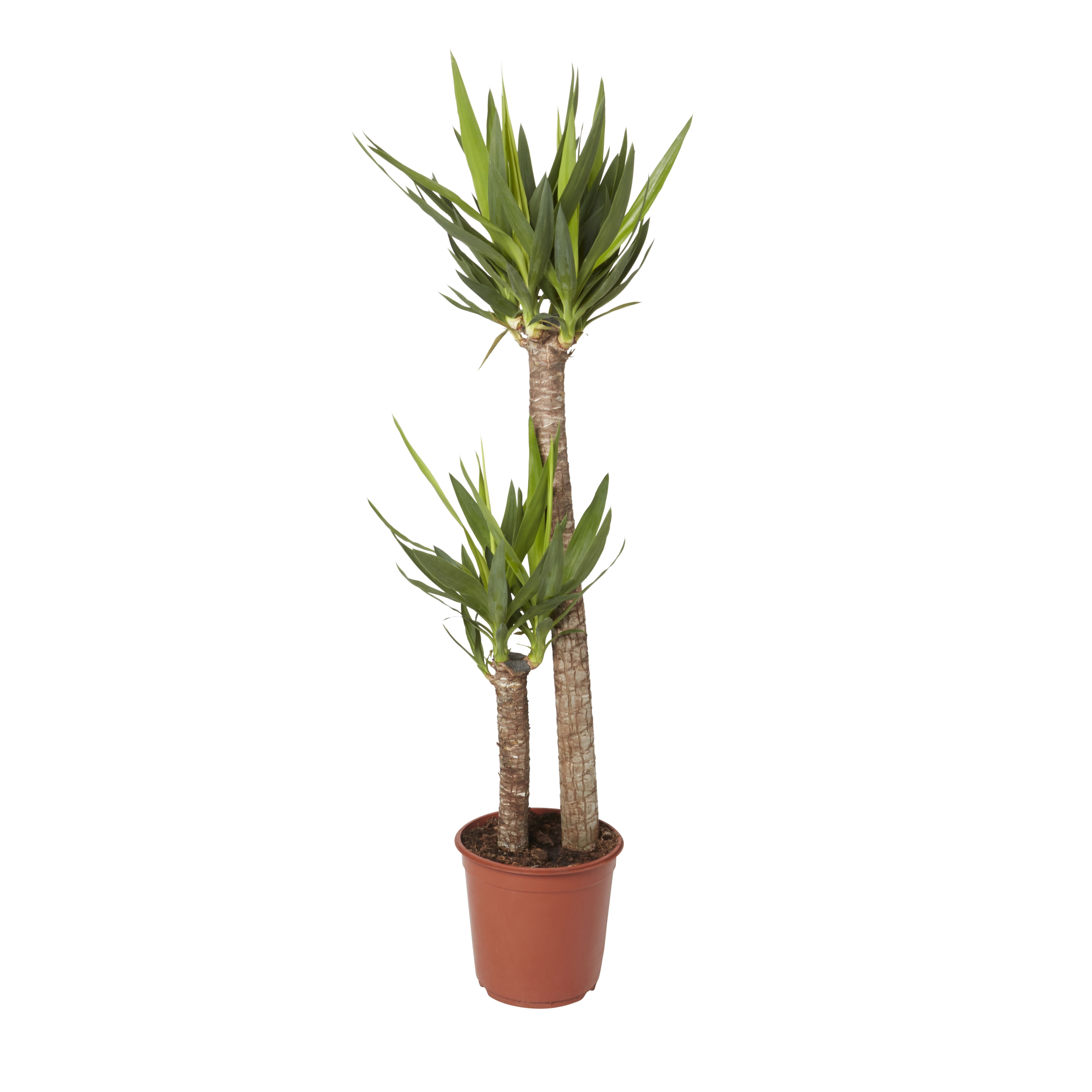 Verve Yucca in Plastic Grow pot 24cm